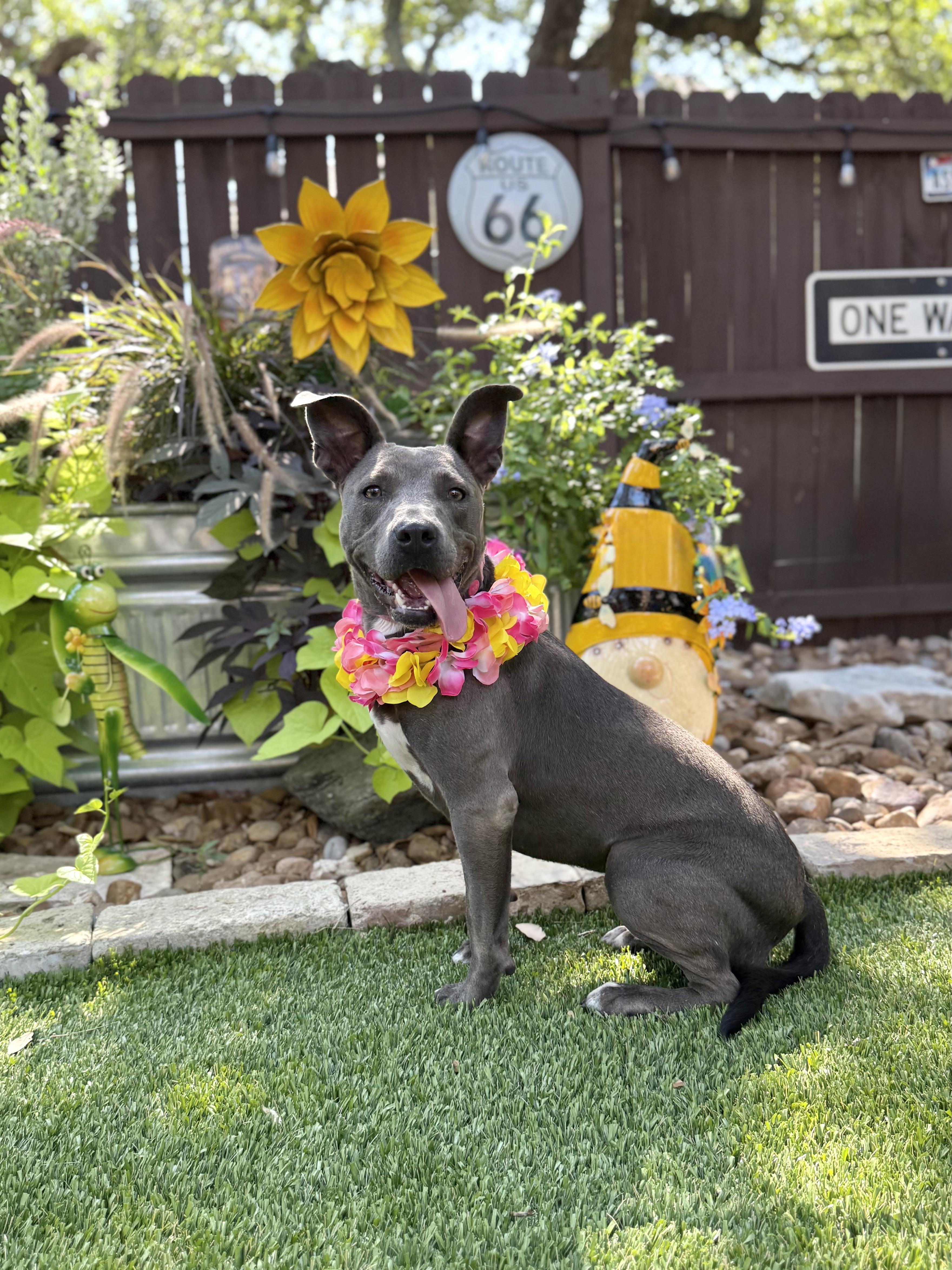 Enlarge Trinity, a Adoptable American Staffordshire Terrier in Billings, MT image 4/6