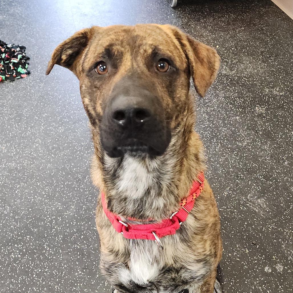 Enlarge Coco, a Adoptable Mixed Breed in Middlebury, VT image 1/6
