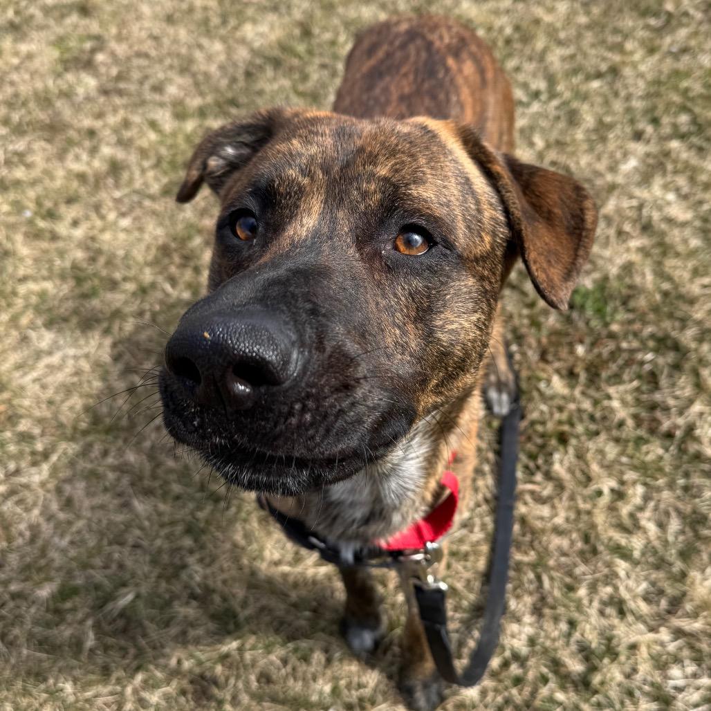 Enlarge Coco, a Adoptable Mixed Breed in Middlebury, VT image 2/6