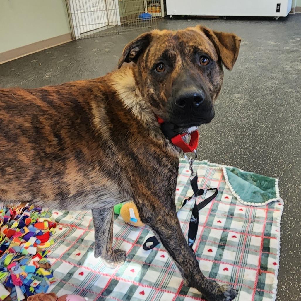 Enlarge Coco, a Adoptable Mixed Breed in Middlebury, VT image 3/6
