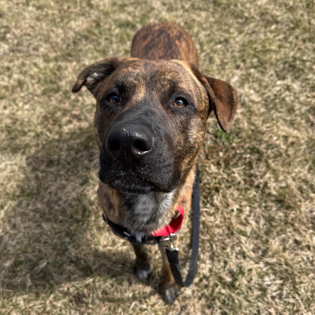 Enlarge Coco, a Adoptable Mixed Breed in Middlebury, VT image 4/6