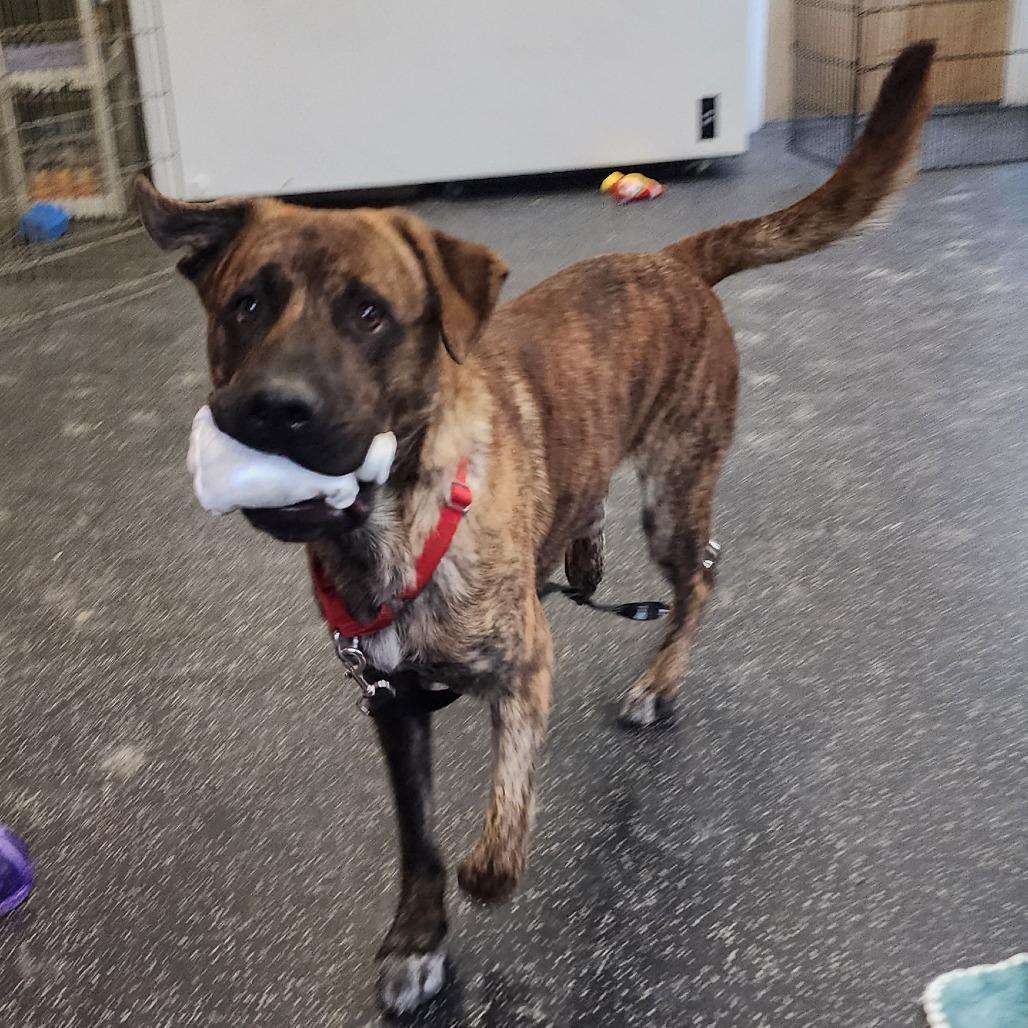 Enlarge Coco, a Adoptable Mixed Breed in Middlebury, VT image 5/6