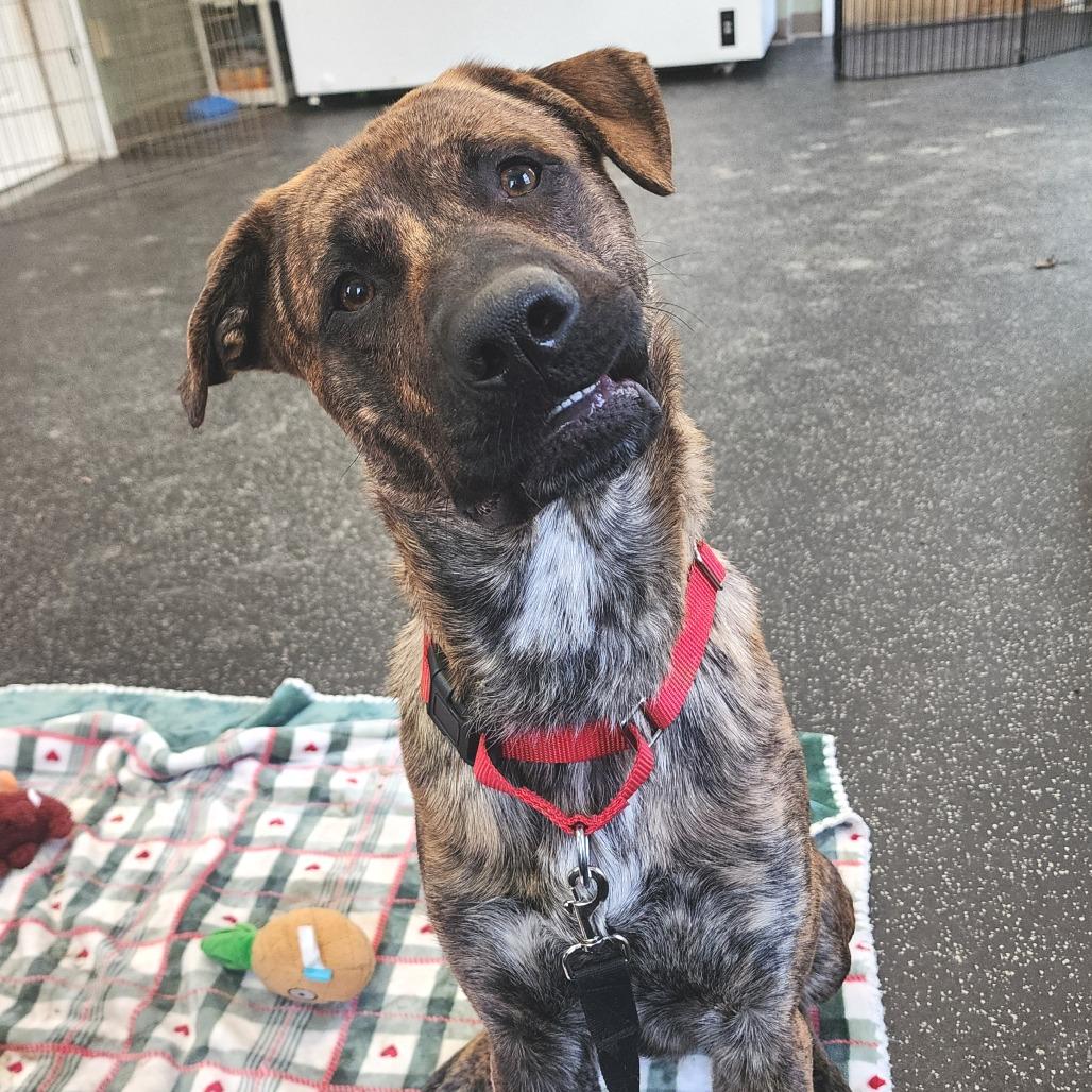 Enlarge Coco, a Adoptable Mixed Breed in Middlebury, VT image 6/6