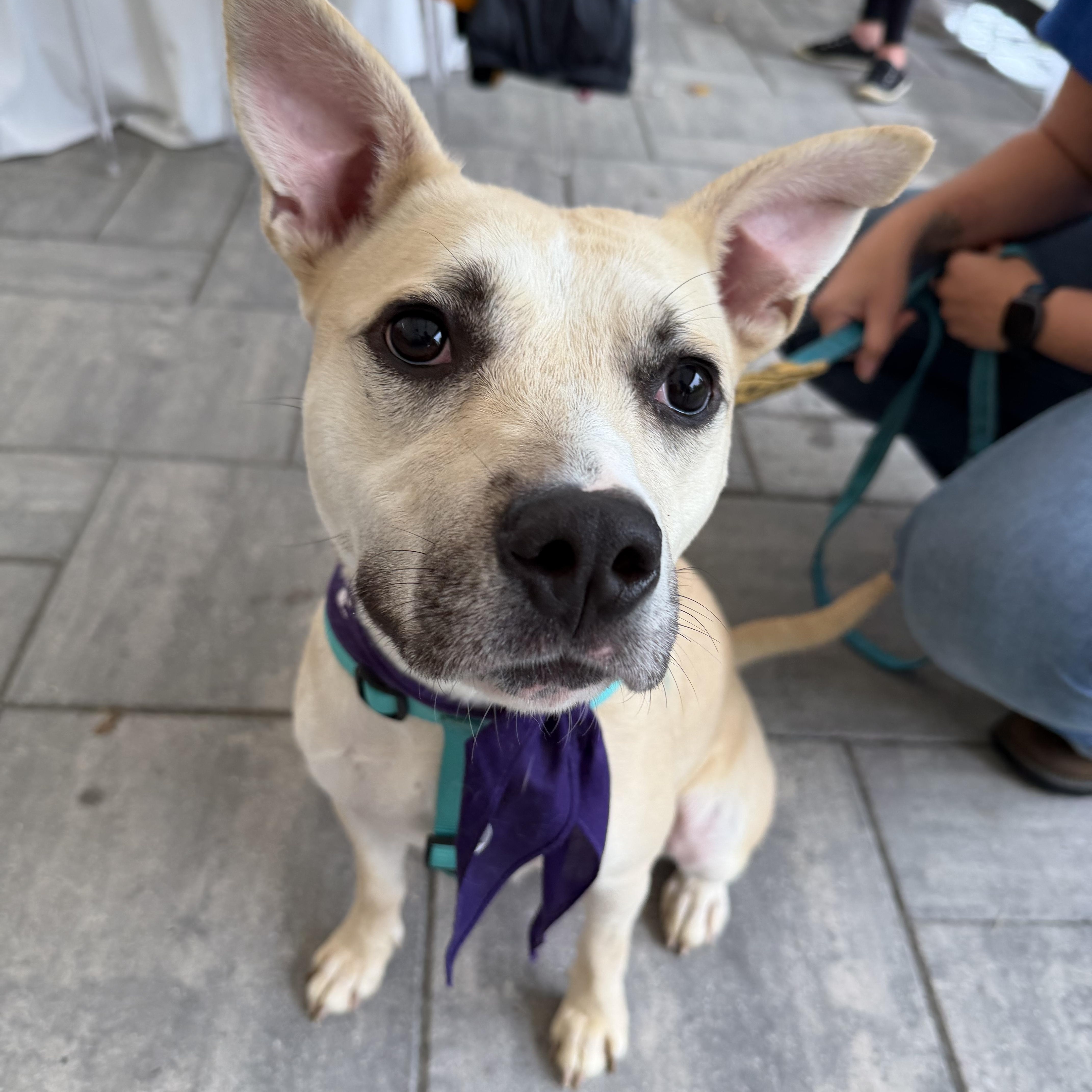 Enlarge Luna Bean, a Adoptable mixed breed in Benton Harbor, MI image 1/6
