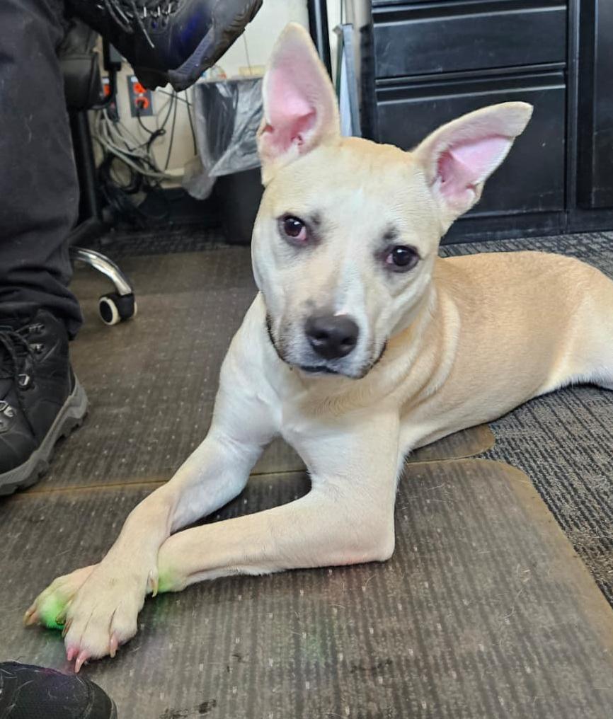 Enlarge Luna Bean, a Adoptable mixed breed in Benton Harbor, MI image 2/6