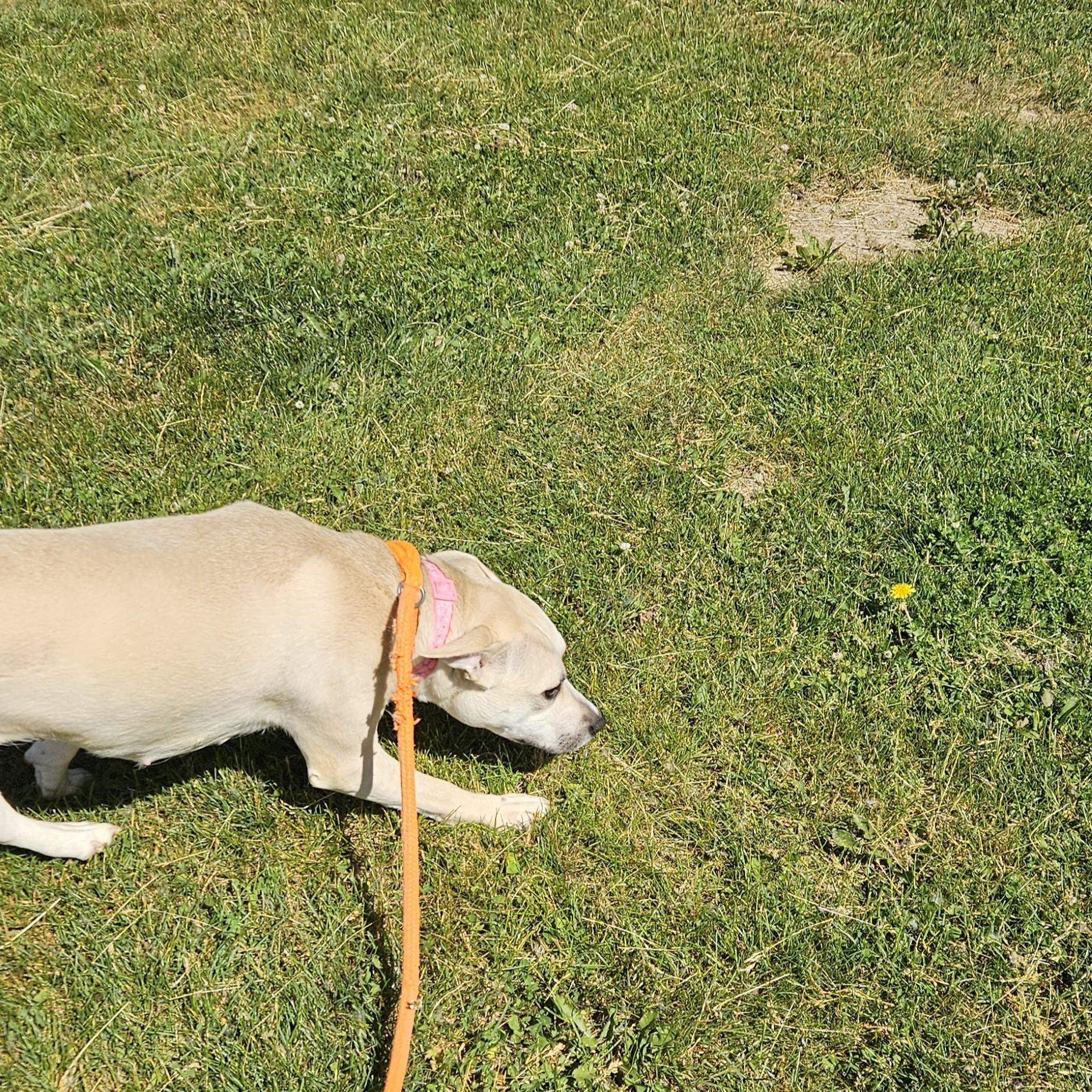 Luna Bean, a ADOPTABLE mixed breed in Benton Harbor, MI image 4/6