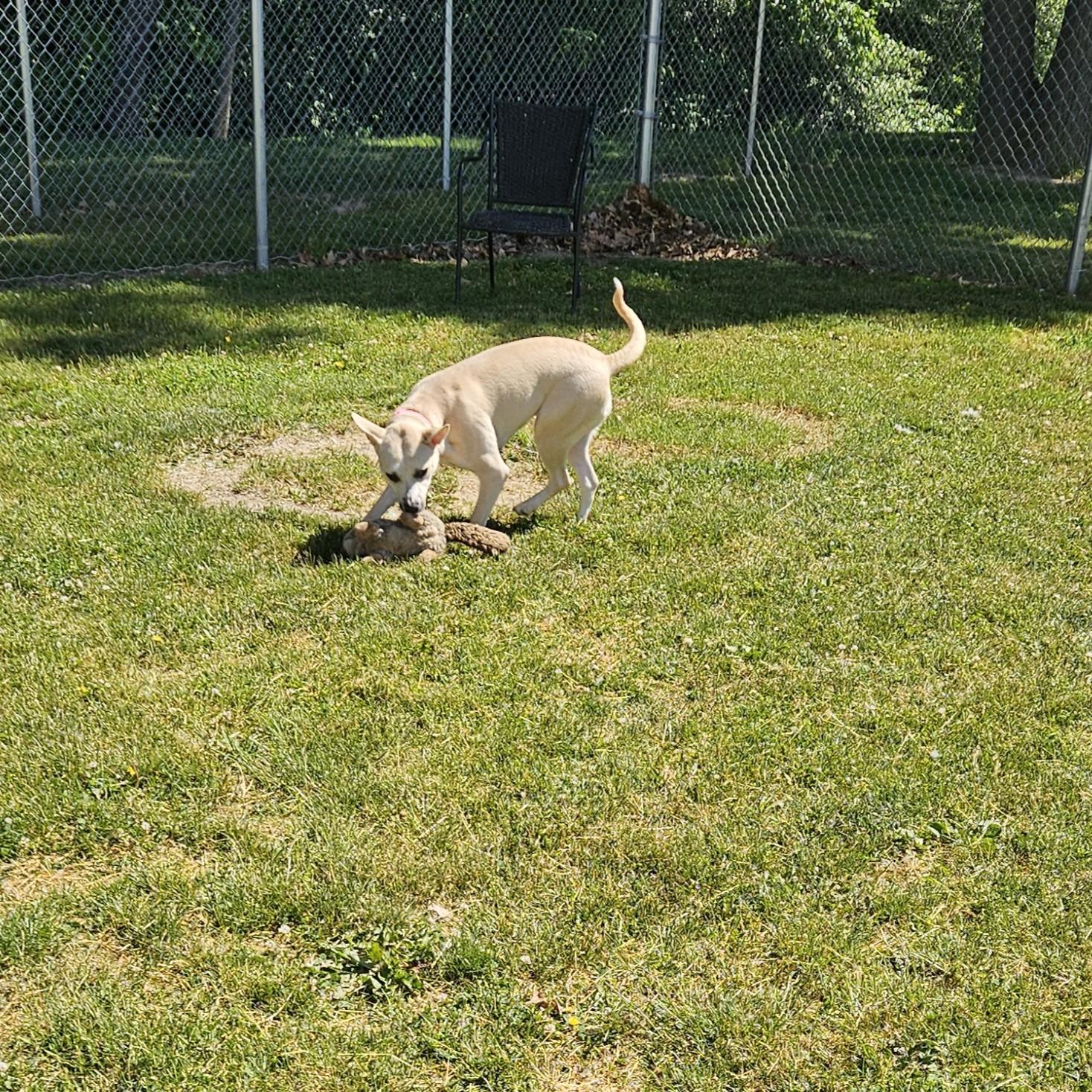 Luna Bean, a ADOPTABLE mixed breed in Benton Harbor, MI image 5/6