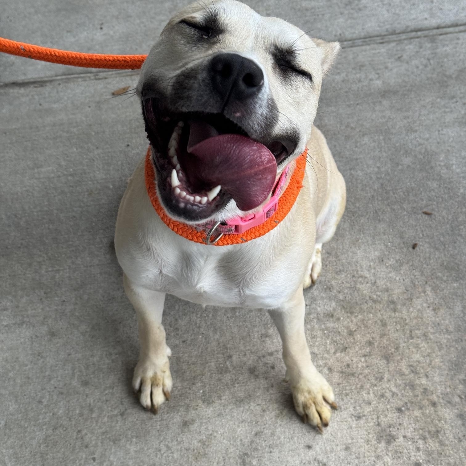 Luna Bean, a ADOPTABLE mixed breed in Benton Harbor, MI image 1/6