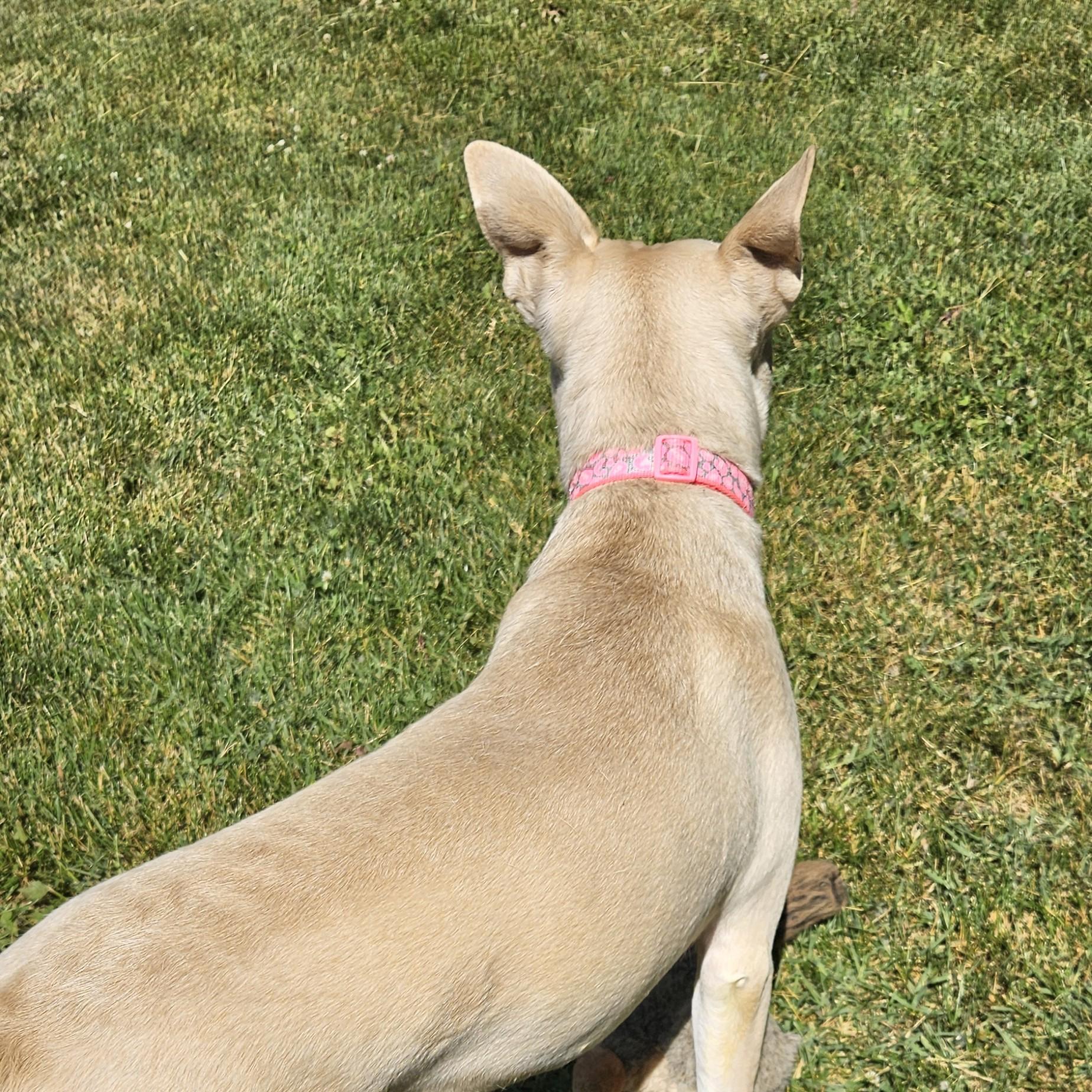 Luna Bean, a ADOPTABLE mixed breed in Benton Harbor, MI image 2/6