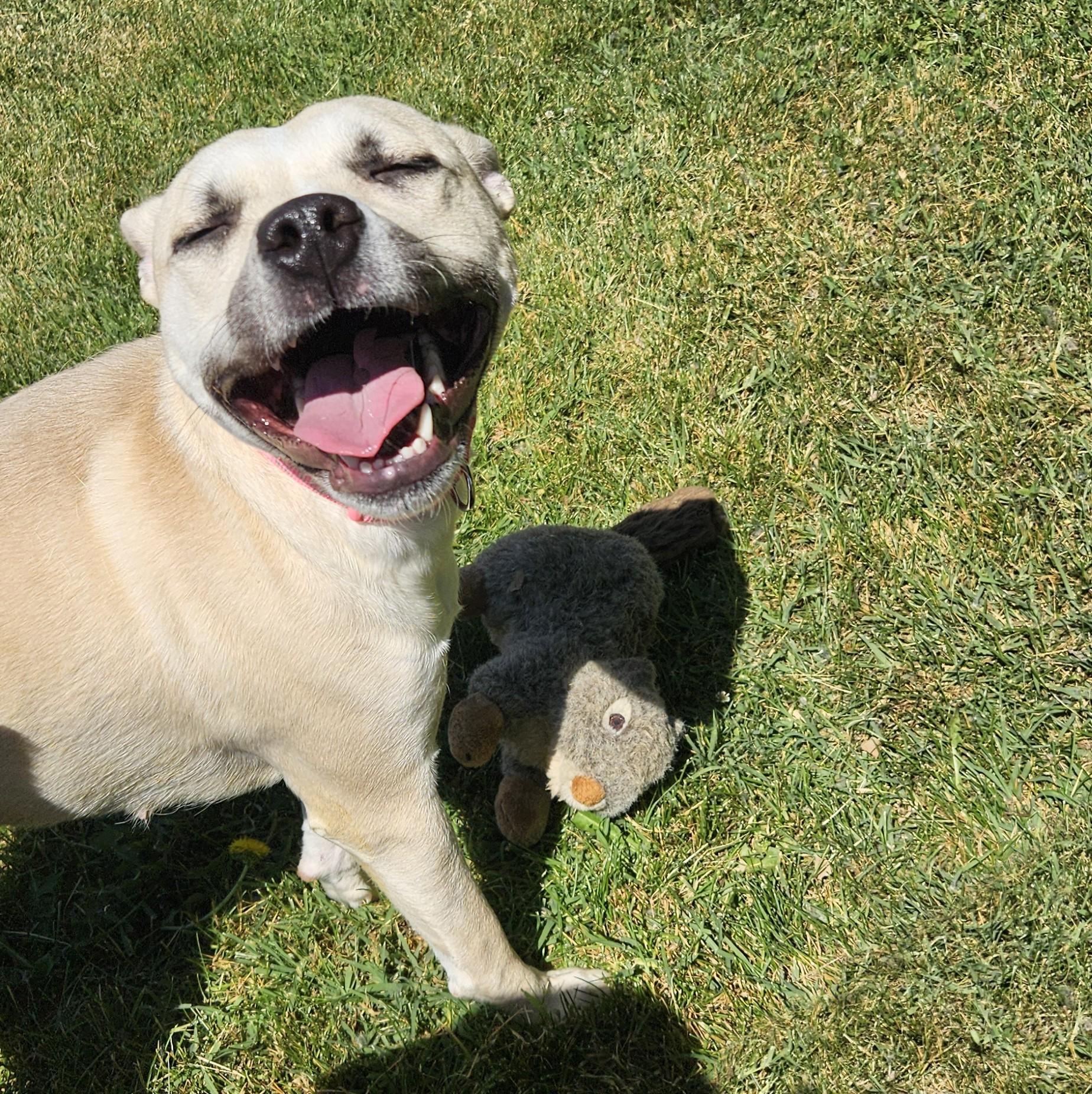 Luna Bean, a ADOPTABLE mixed breed in Benton Harbor, MI image 1/6