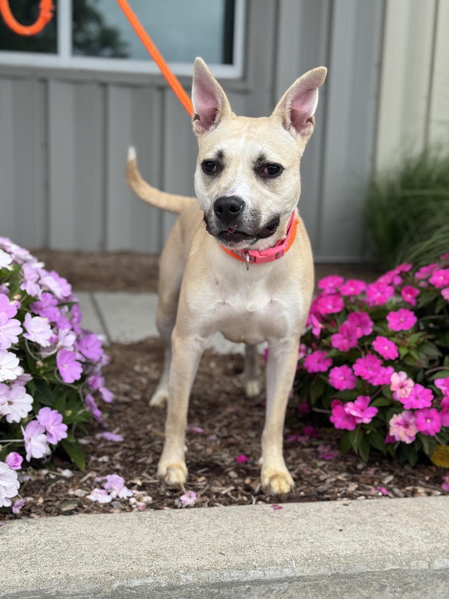Luna Bean, a ADOPTABLE mixed breed in Benton Harbor, MI image 2/6