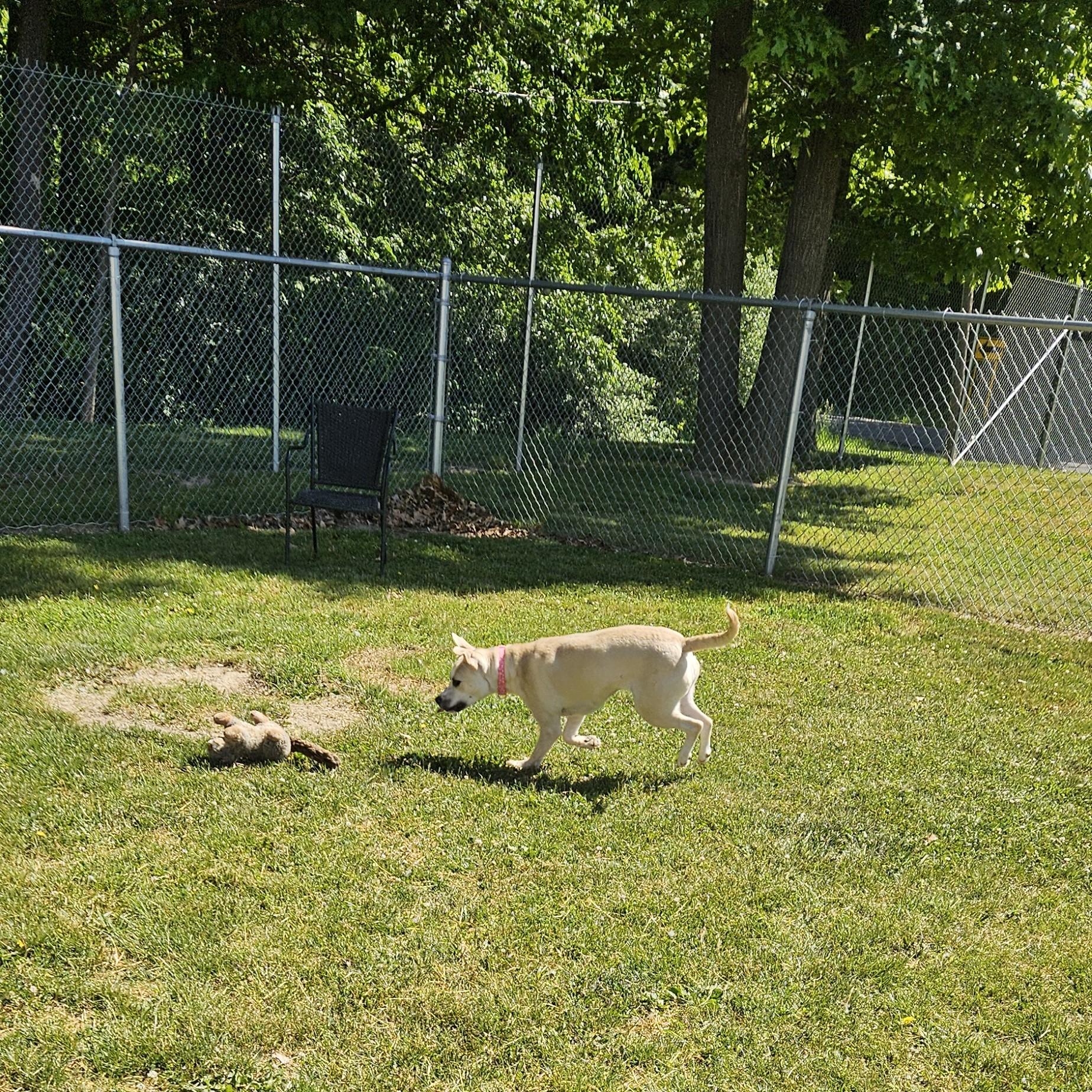 Luna Bean, a ADOPTABLE mixed breed in Benton Harbor, MI image 3/6