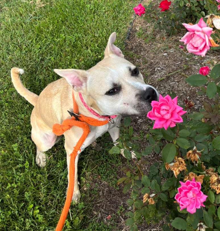 Enlarge Luna Bean, a Adoptable mixed breed in Benton Harbor, MI image 3/6