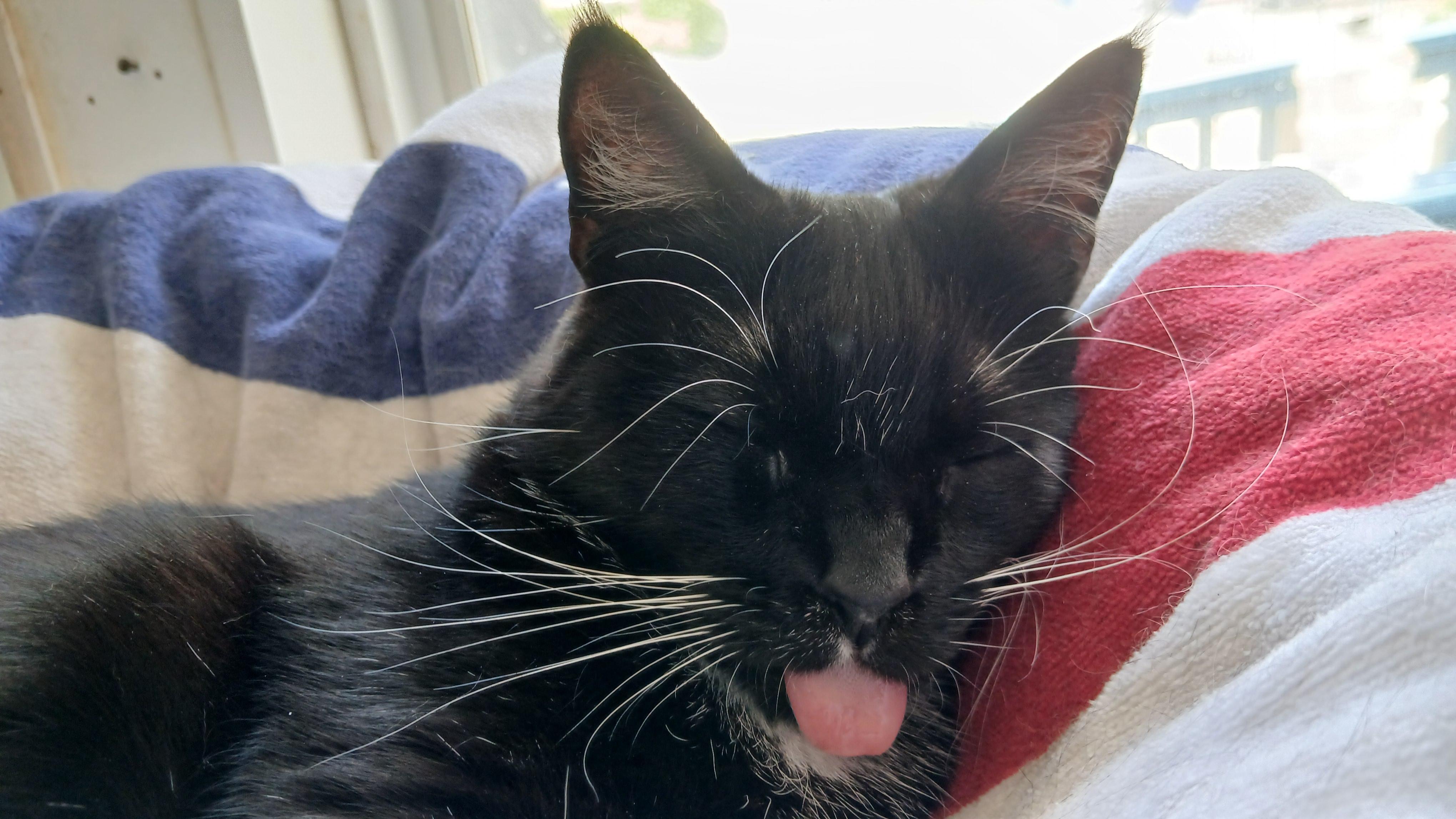 Rose, a ADOPTABLE Domestic Short Hair in Cullowhee, NC image 1/6