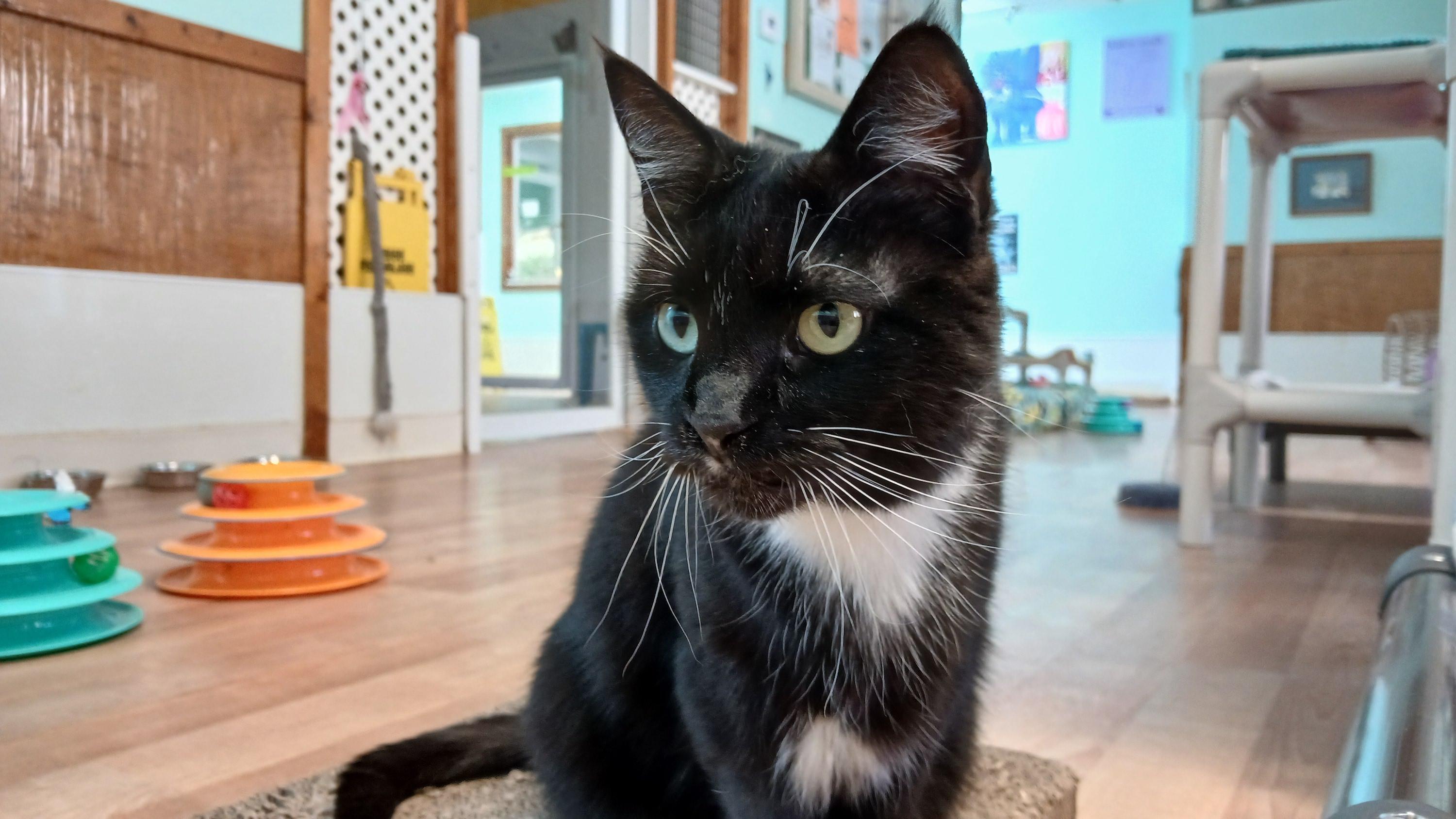 Enlarge Rose, a ADOPTABLE Domestic Short Hair in Cullowhee, NC image 3/6