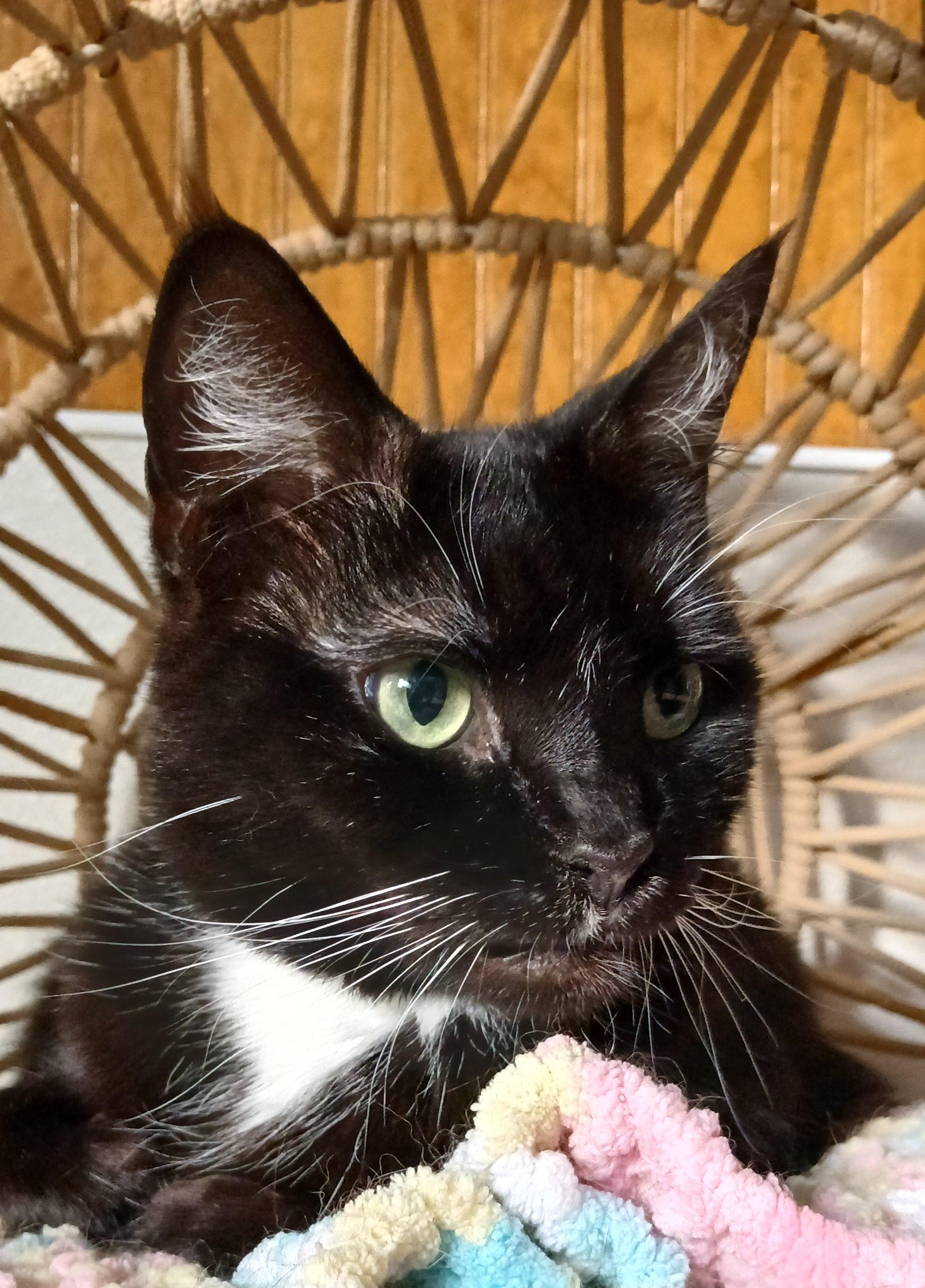 Enlarge Rose, a ADOPTABLE Domestic Short Hair in Cullowhee, NC image 1/6