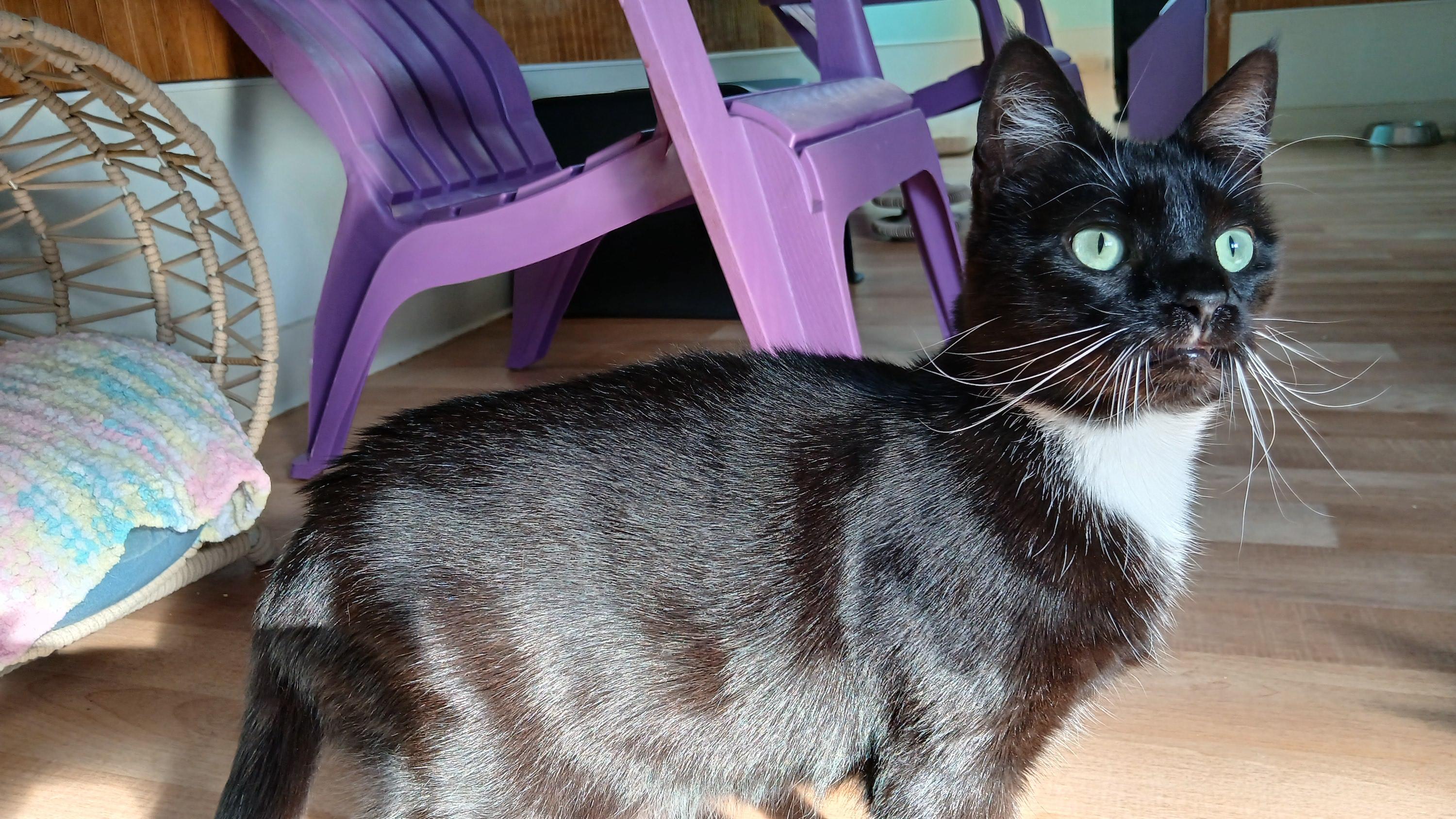 Enlarge Rose, a ADOPTABLE Domestic Short Hair in Cullowhee, NC image 5/6