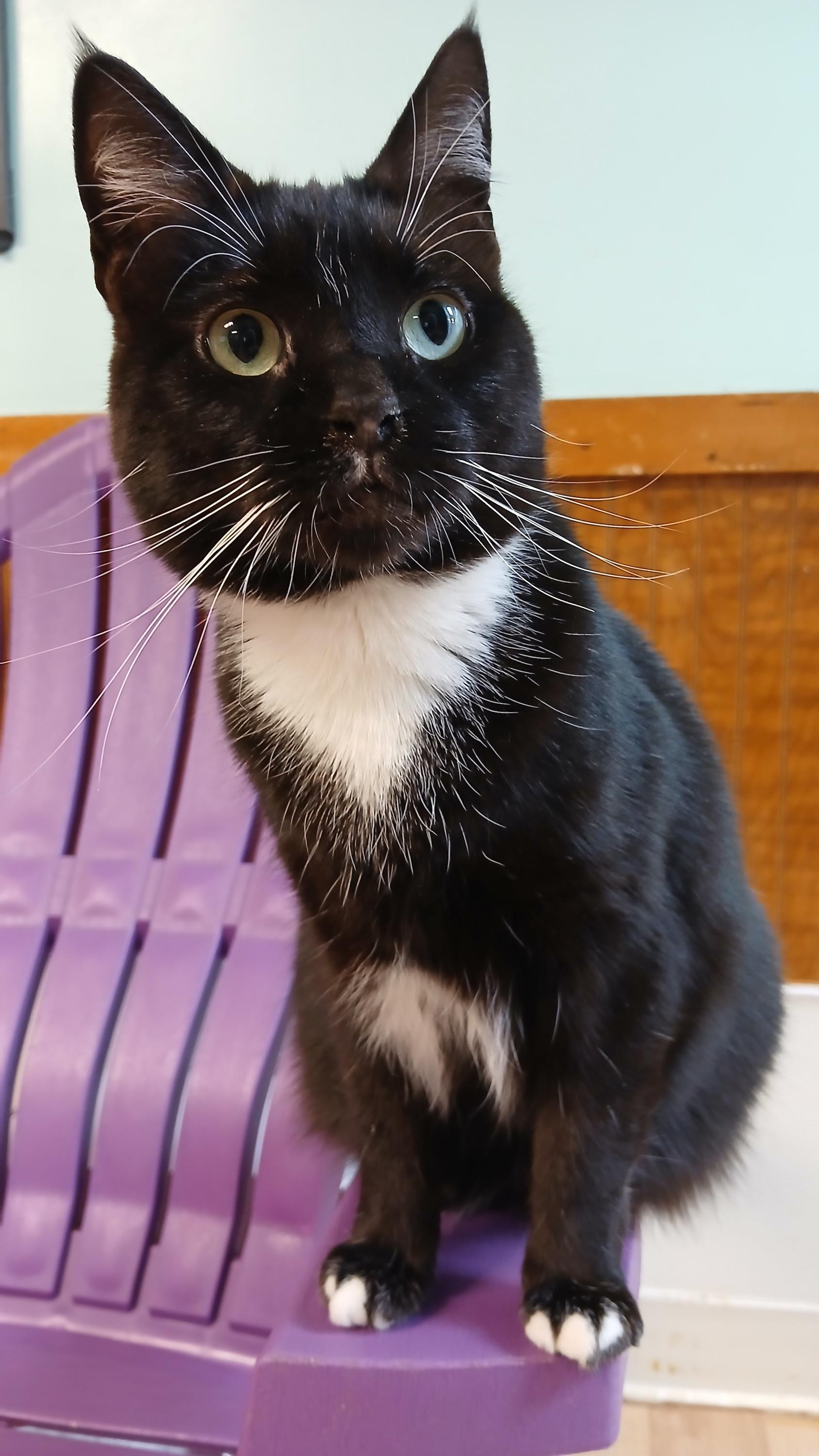 Enlarge Rose, a ADOPTABLE Domestic Short Hair in Cullowhee, NC image 2/6