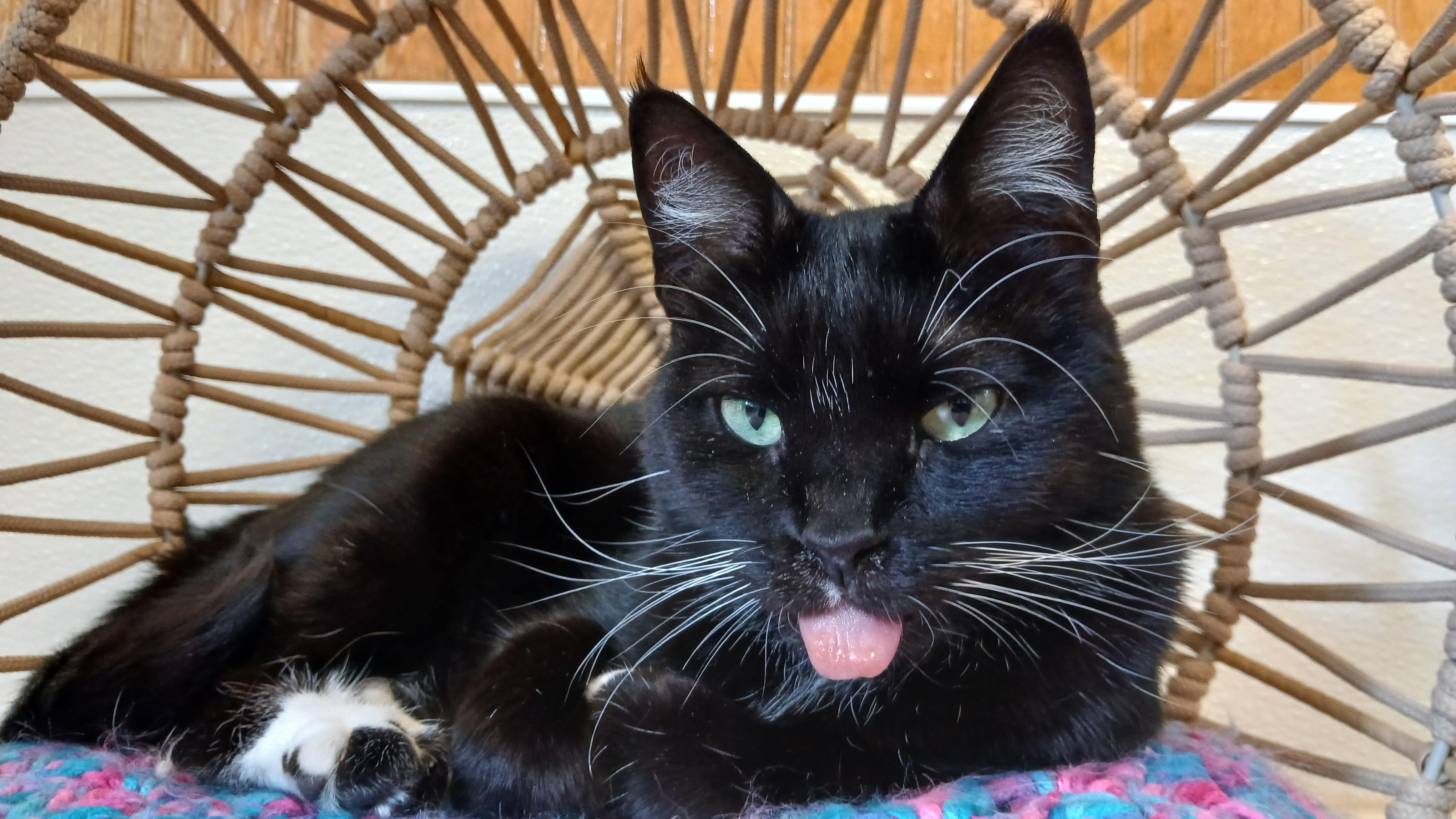 Rose, ADOPTABLE, Adult Female Domestic Short Hair.