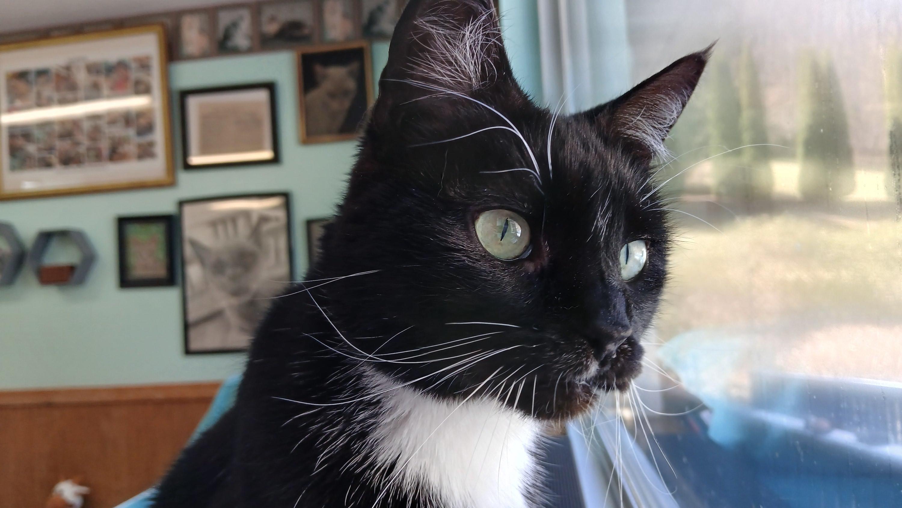 Enlarge Rose, a ADOPTABLE Domestic Short Hair in Cullowhee, NC image 1/6