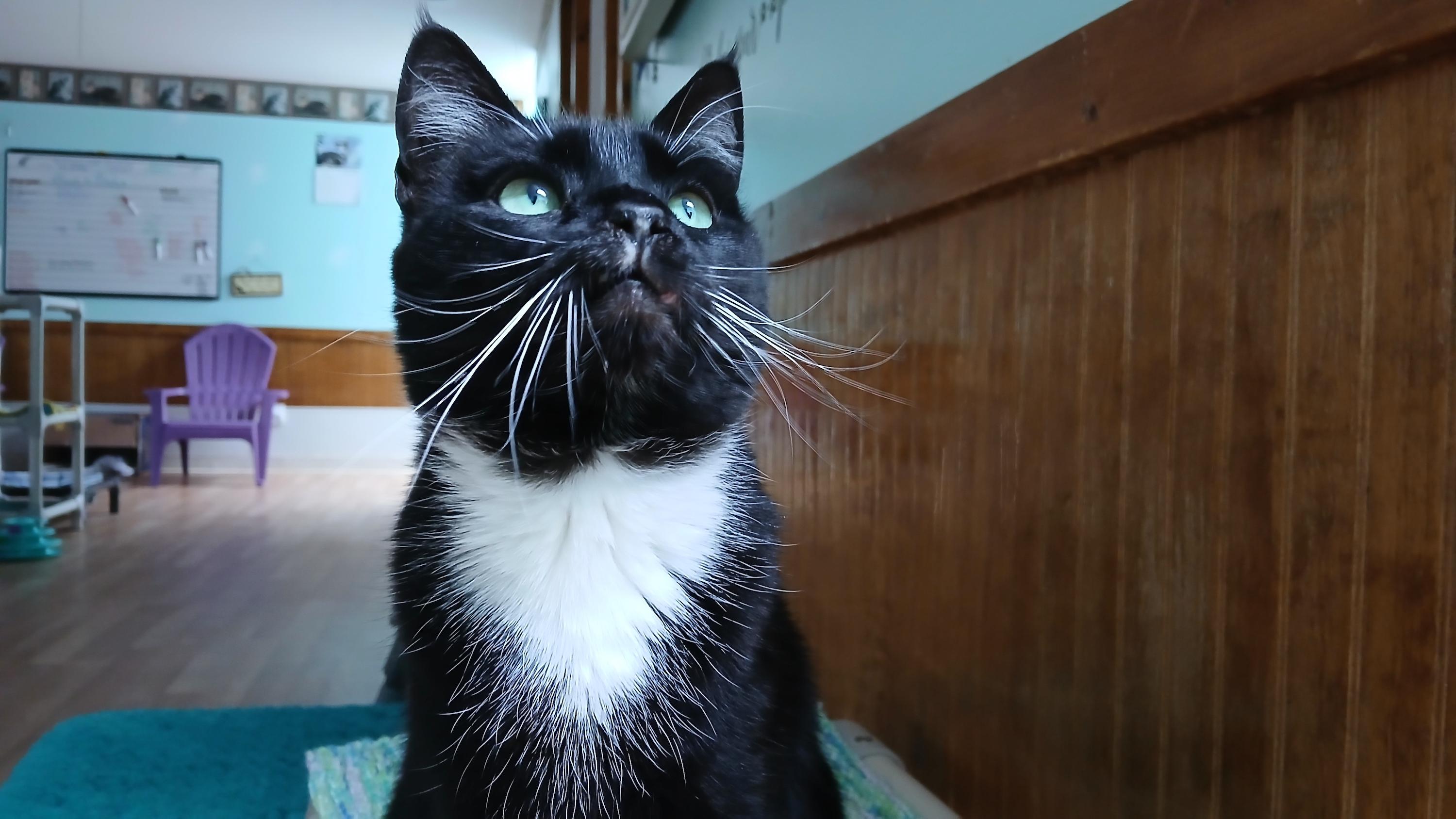 Enlarge Rose, a ADOPTABLE Domestic Short Hair in Cullowhee, NC image 5/6