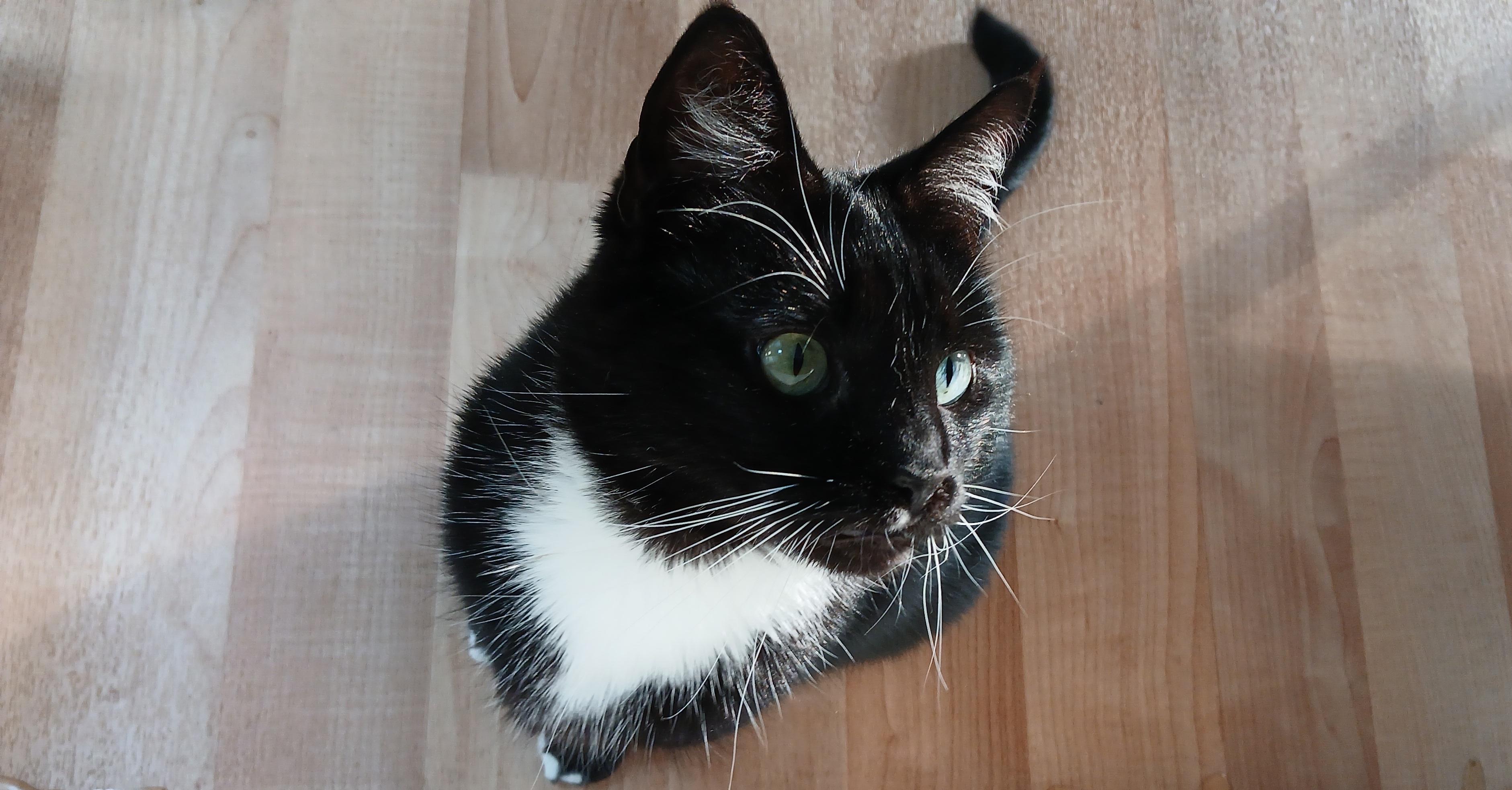 Enlarge Rose, a ADOPTABLE Domestic Short Hair in Cullowhee, NC image 1/6