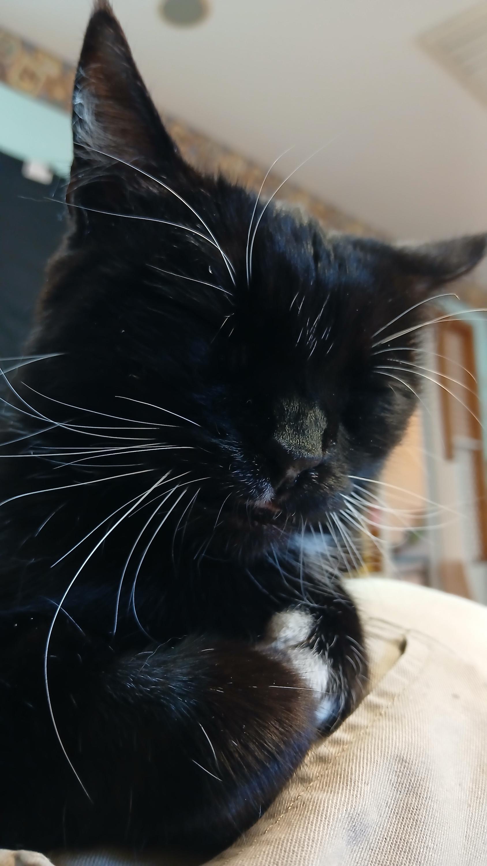 Enlarge Rose, a ADOPTABLE Domestic Short Hair in Cullowhee, NC image 6/6