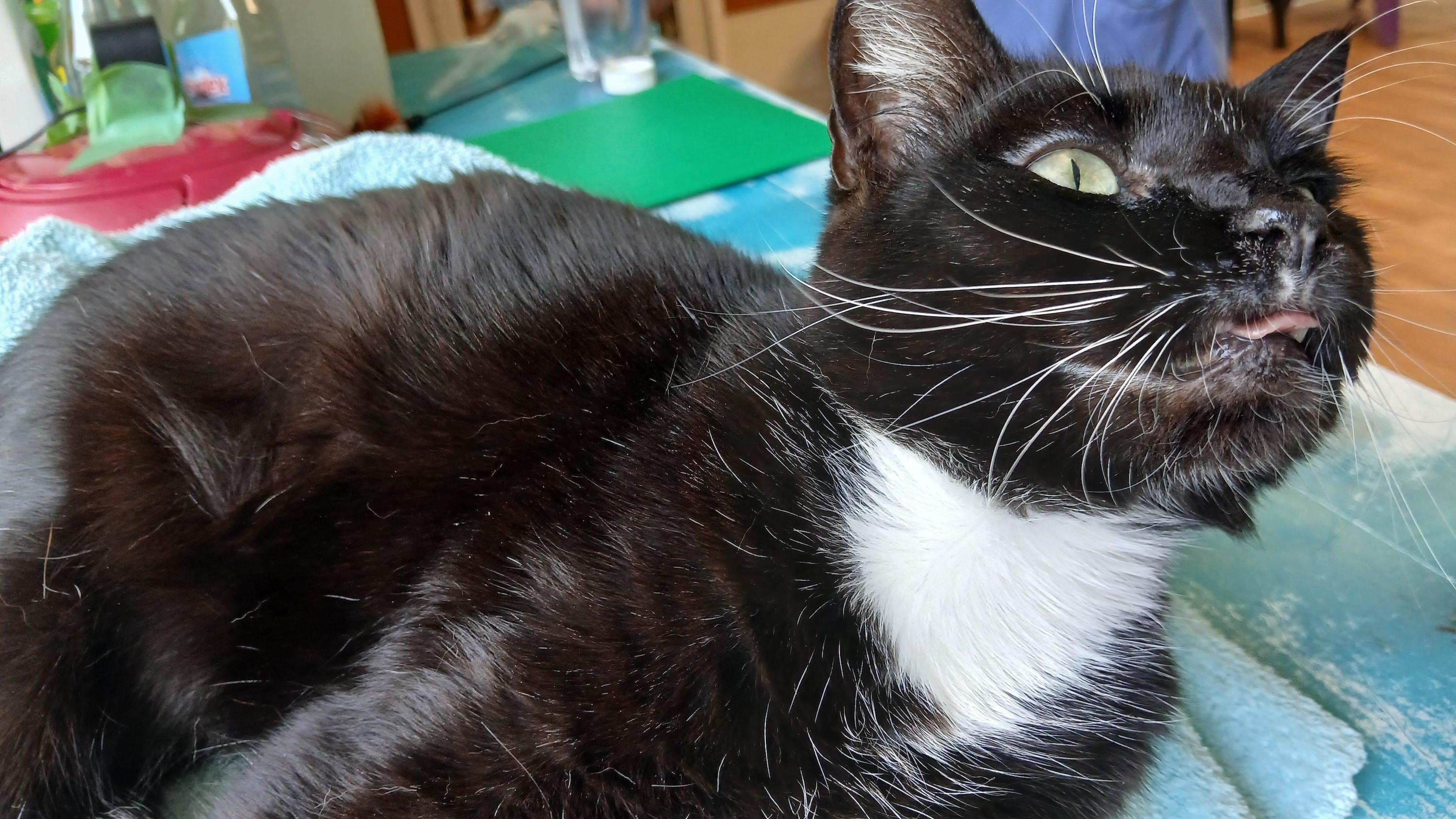 Enlarge Rose, a ADOPTABLE Domestic Short Hair in Cullowhee, NC image 3/6