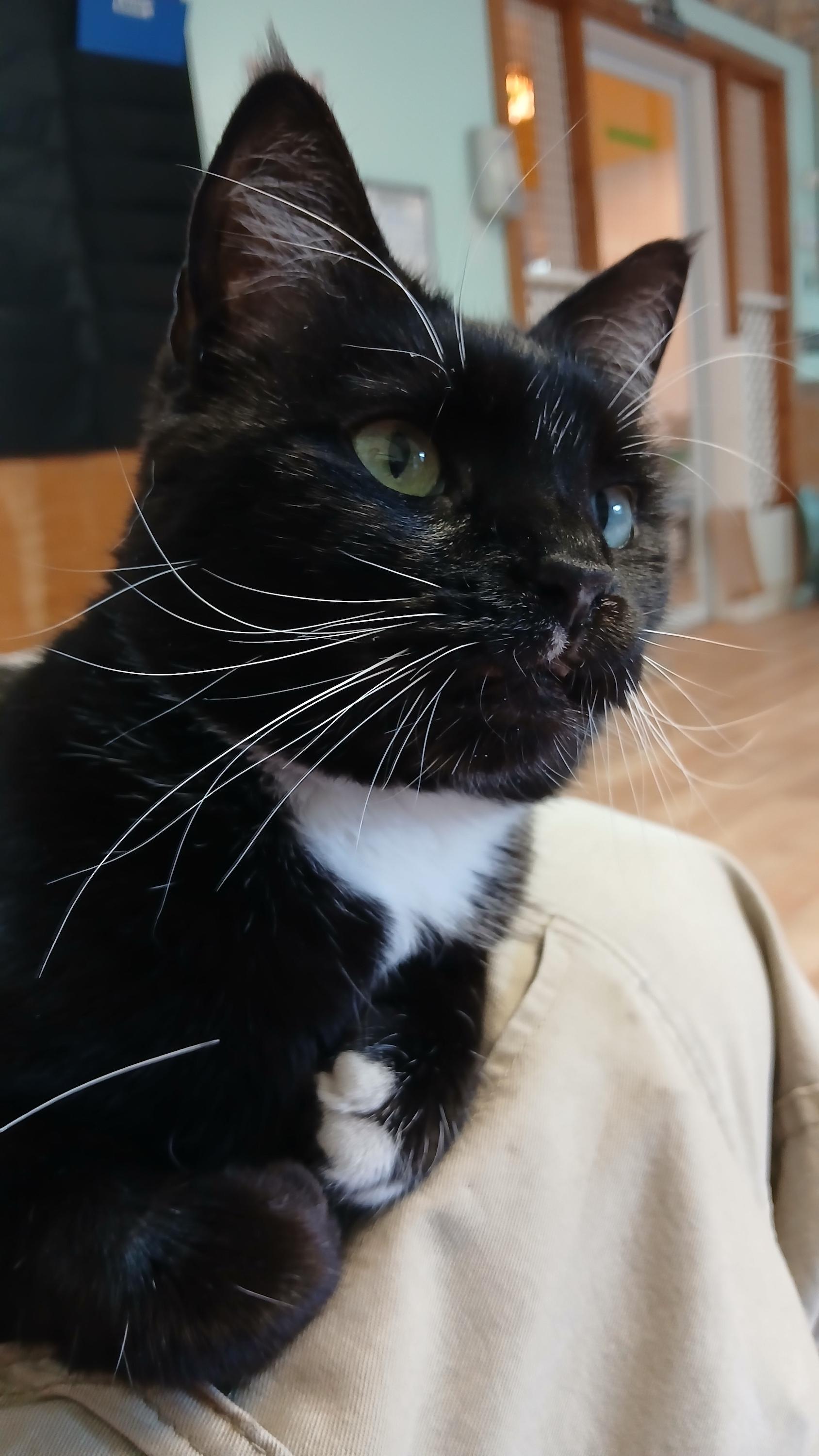 Enlarge Rose, a ADOPTABLE Domestic Short Hair in Cullowhee, NC image 4/6