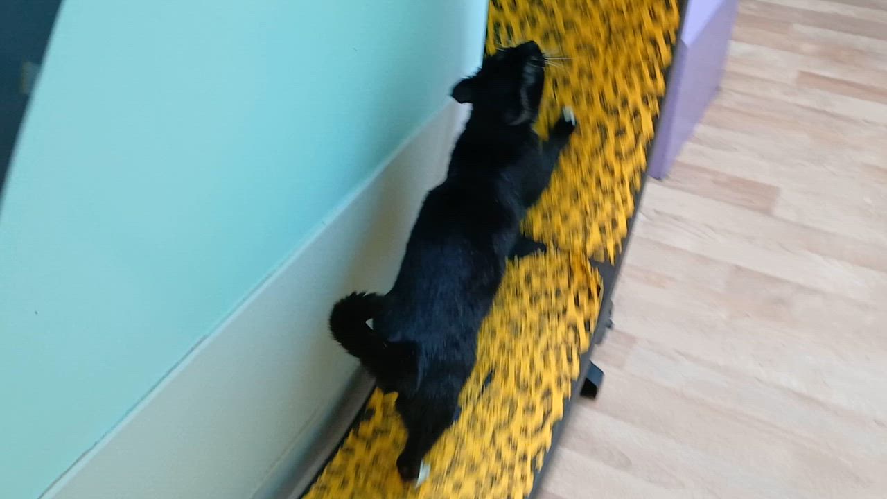 Enlarge Rose, a ADOPTABLE Domestic Short Hair in Cullowhee, NC video 2/6