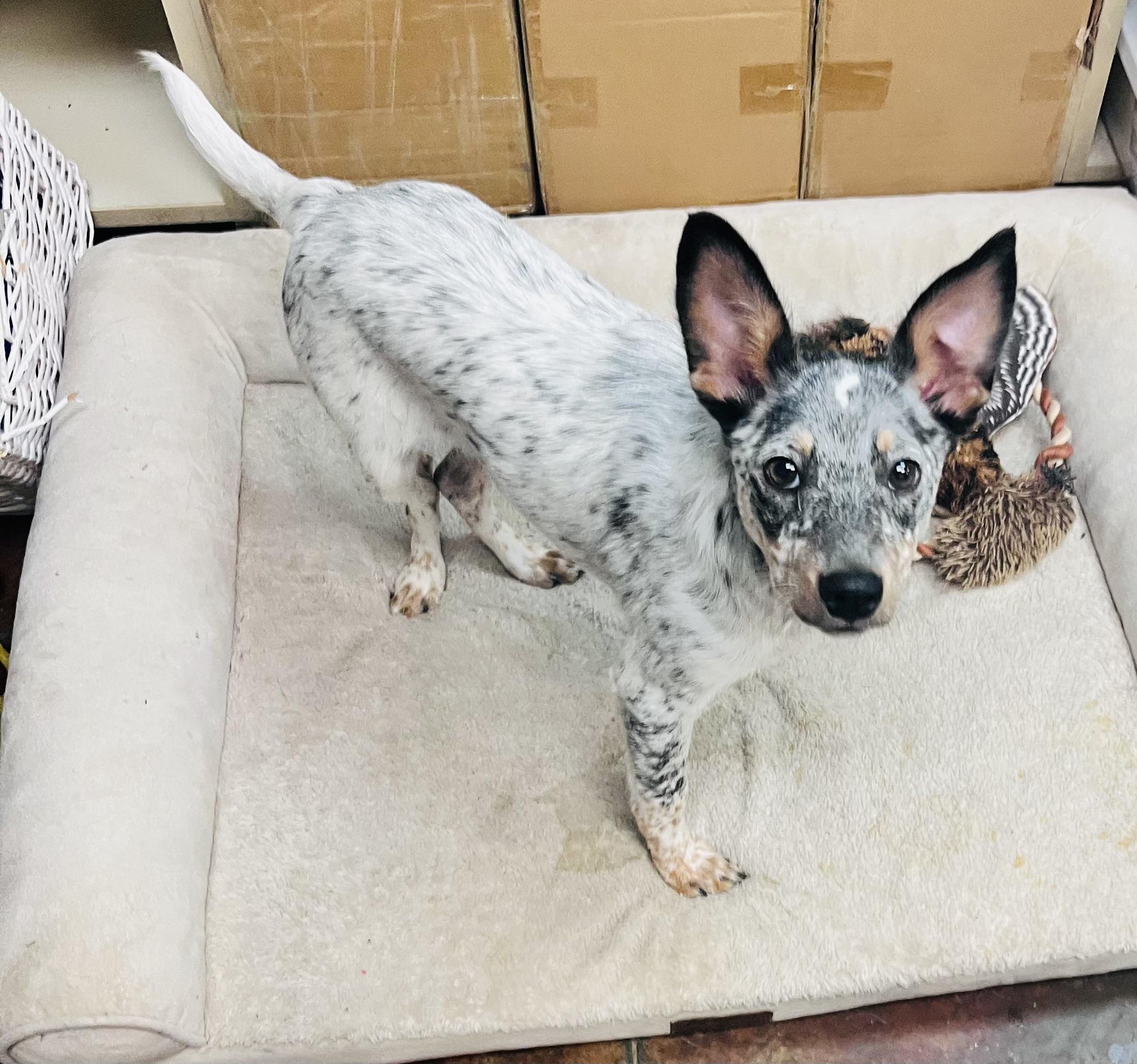 Enlarge Snickerdoodle, a ADOPTABLE mixed breed in Council Bluffs, IA image 1/1