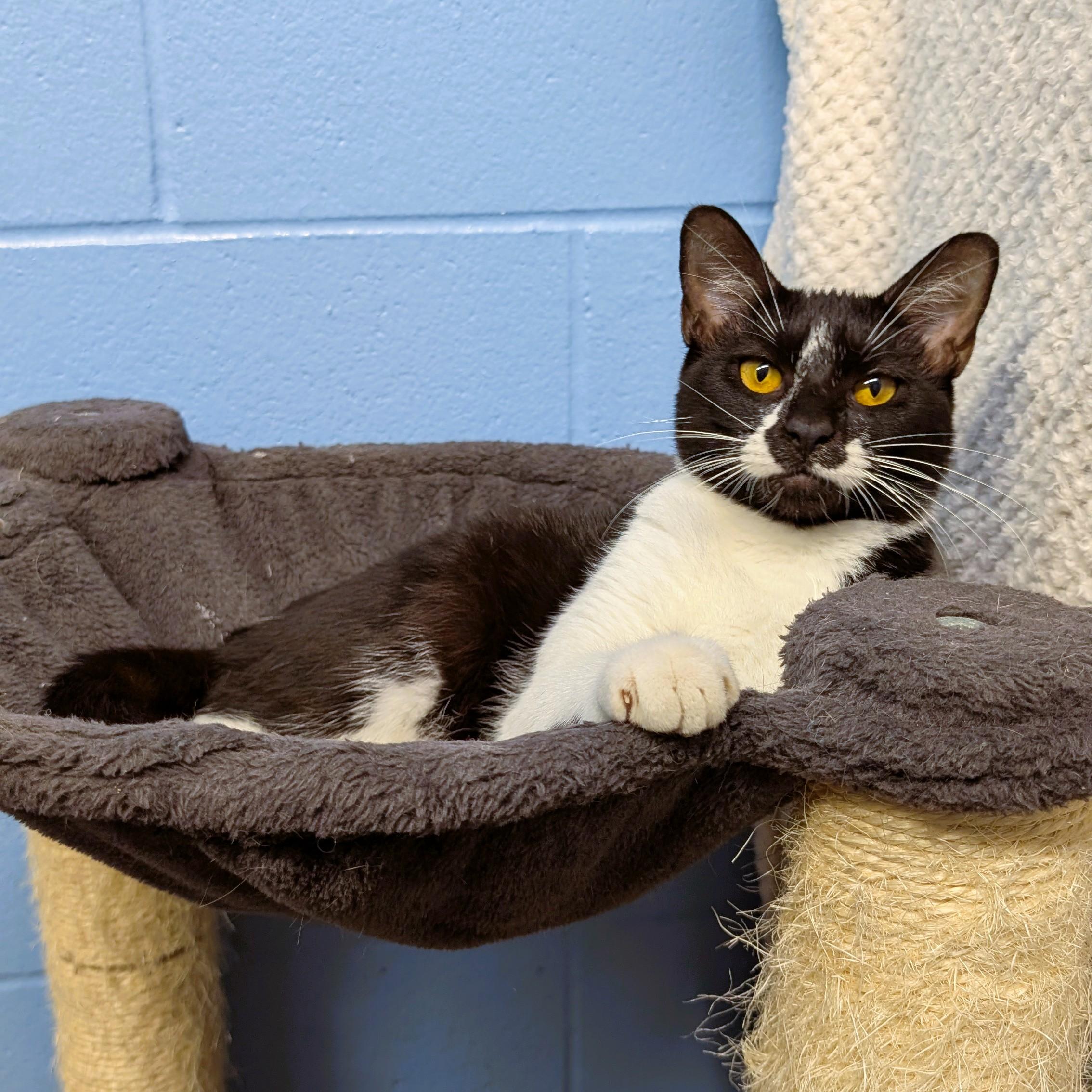 Ada, Adopted, Kitten Female Domestic Short Hair.