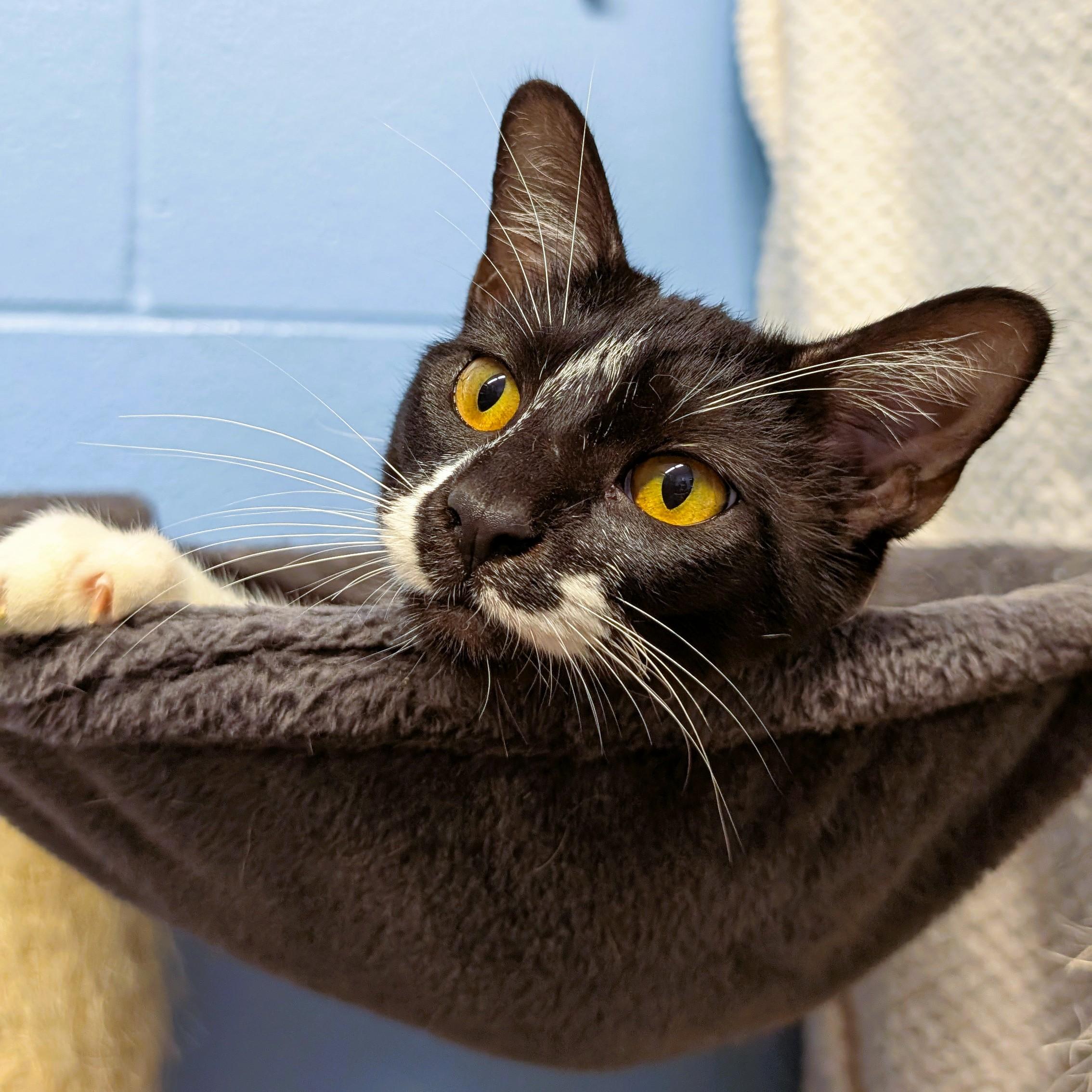 Enlarge Ada, a Adopted Domestic Short Hair in Lowell, AR image 3/4
