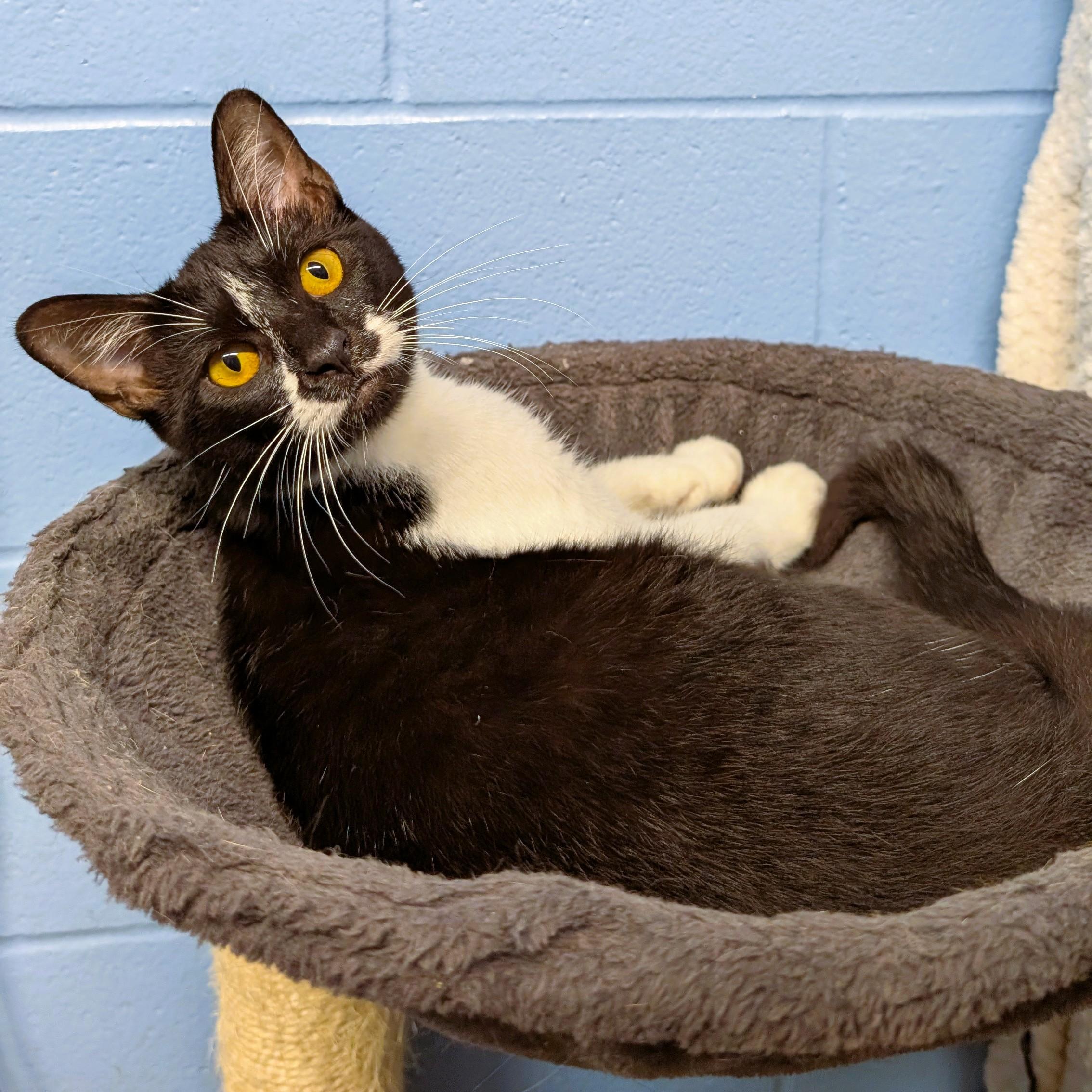 Enlarge Ada, a Adopted Domestic Short Hair in Lowell, AR image 2/4