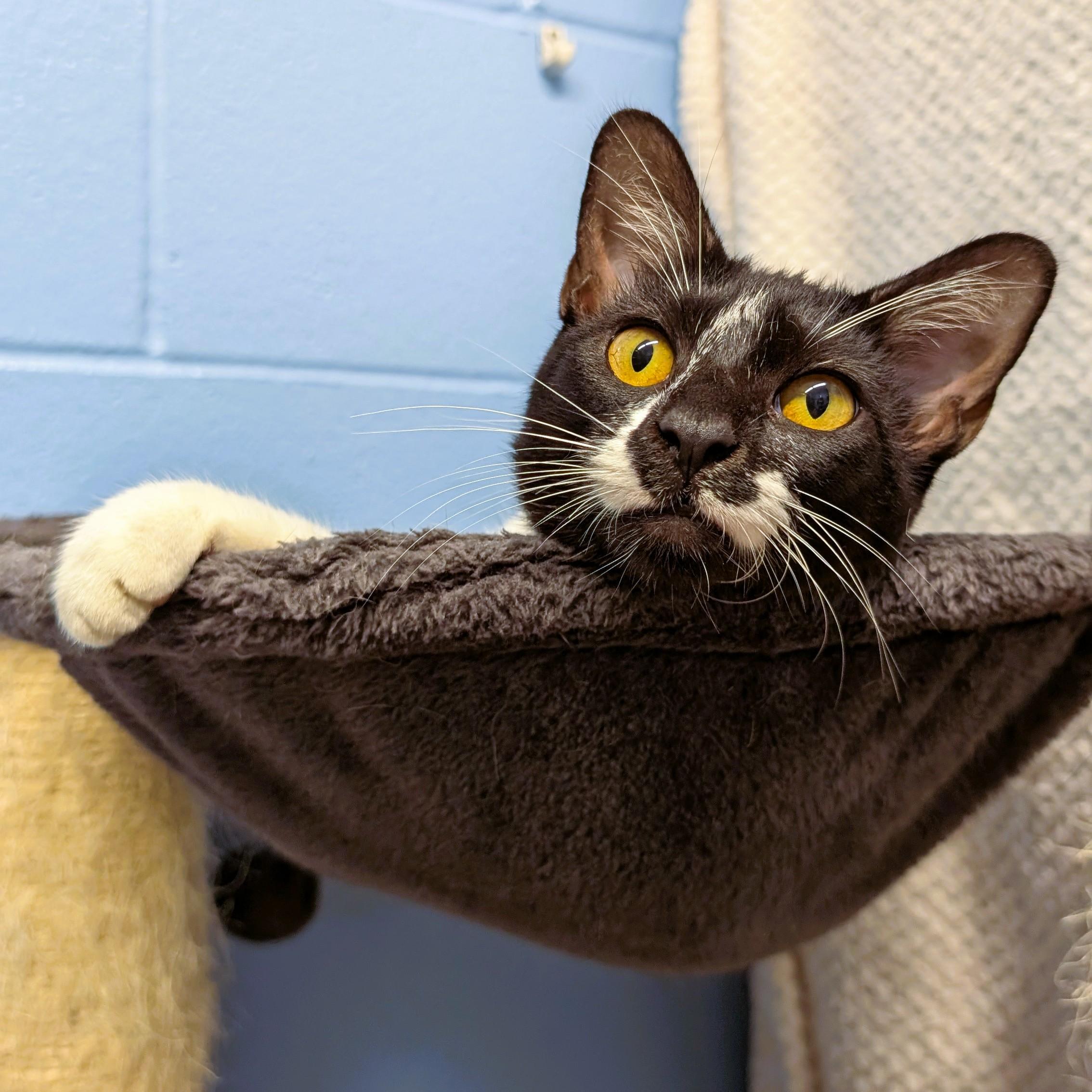 Enlarge Ada, a Adopted Domestic Short Hair in Lowell, AR image 4/4