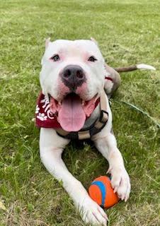 Arlo, an adoptable Cane Corso, Pit Bull Terrier in Janesville, WI, 53545 | Photo Image 1