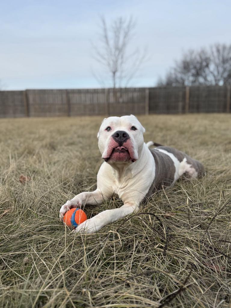 Arlo, an adoptable Cane Corso, Pit Bull Terrier in Janesville, WI, 53545 | Photo Image 3