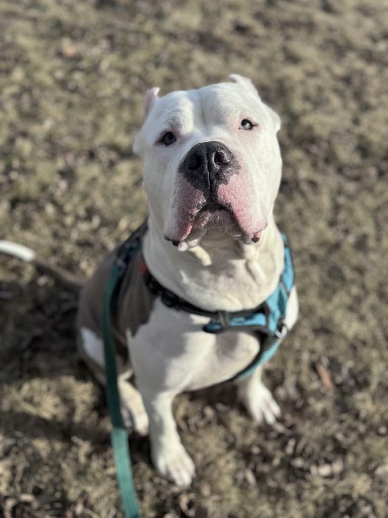 Arlo, an adoptable Cane Corso, Pit Bull Terrier in Janesville, WI, 53545 | Photo Image 2