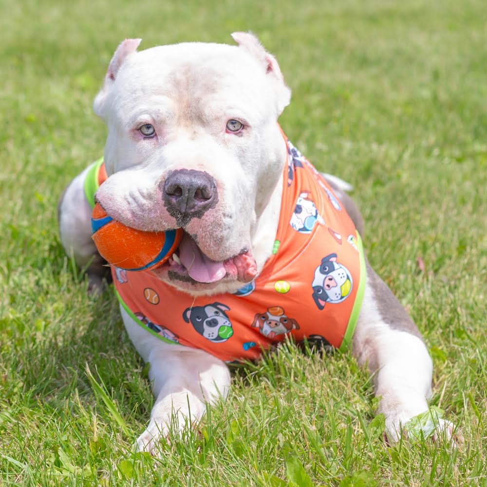 Arlo, an adoptable Cane Corso, Pit Bull Terrier in Janesville, WI, 53545 | Photo Image 5