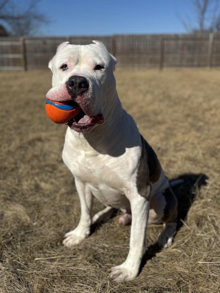 Arlo, an adoptable Cane Corso, Pit Bull Terrier in Janesville, WI, 53545 | Photo Image 4