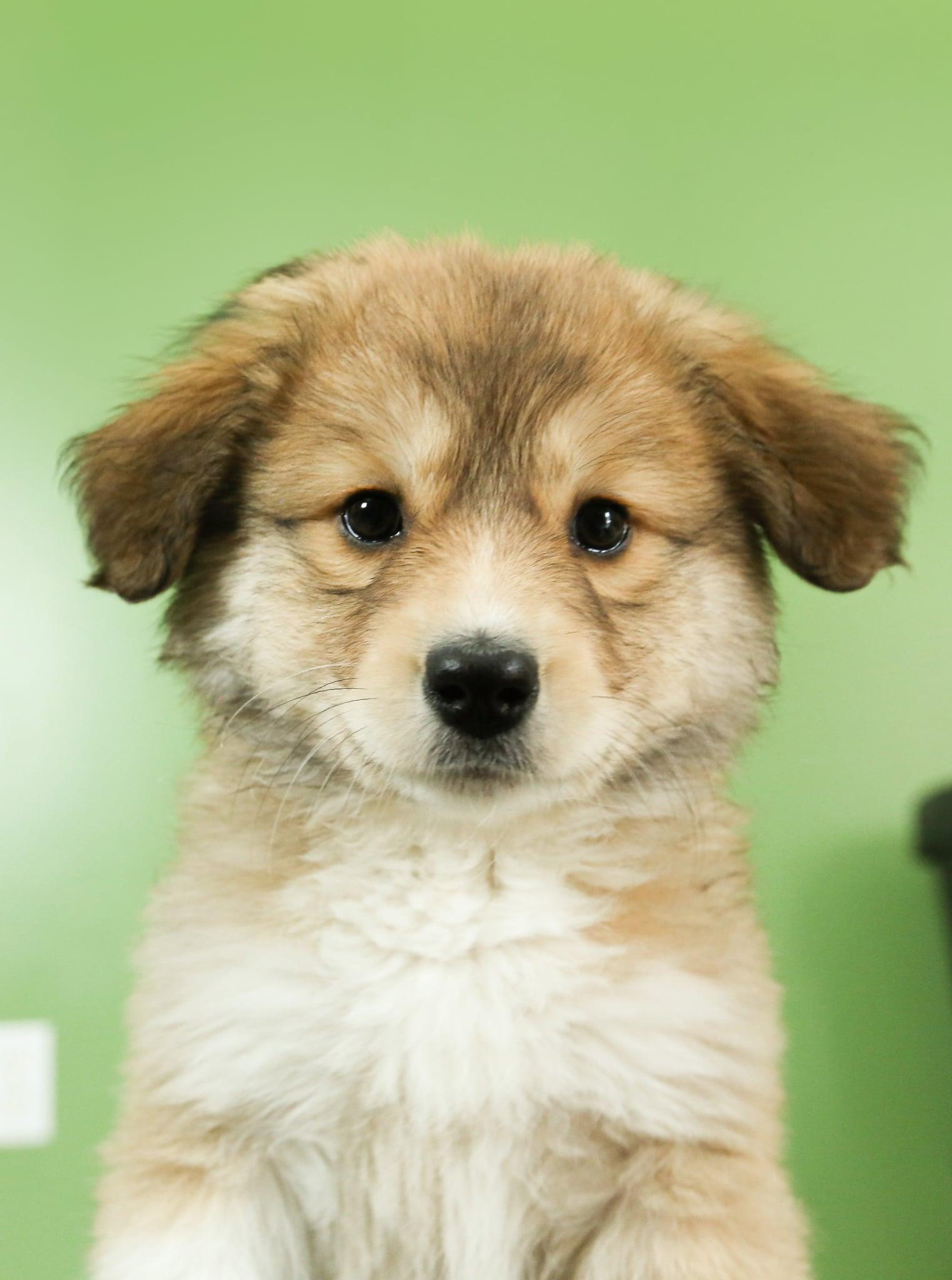 Enlarge Imogen, a ADOPTABLE mixed breed in Washington, MO image 1/2