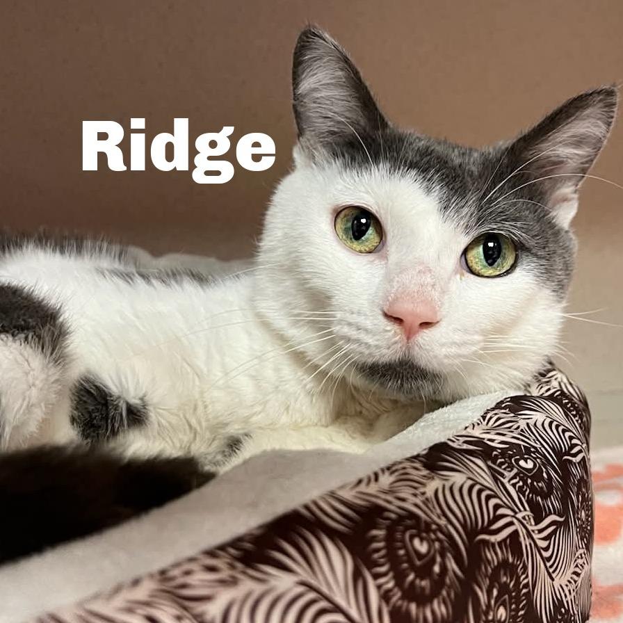 Ridge 260729 photo