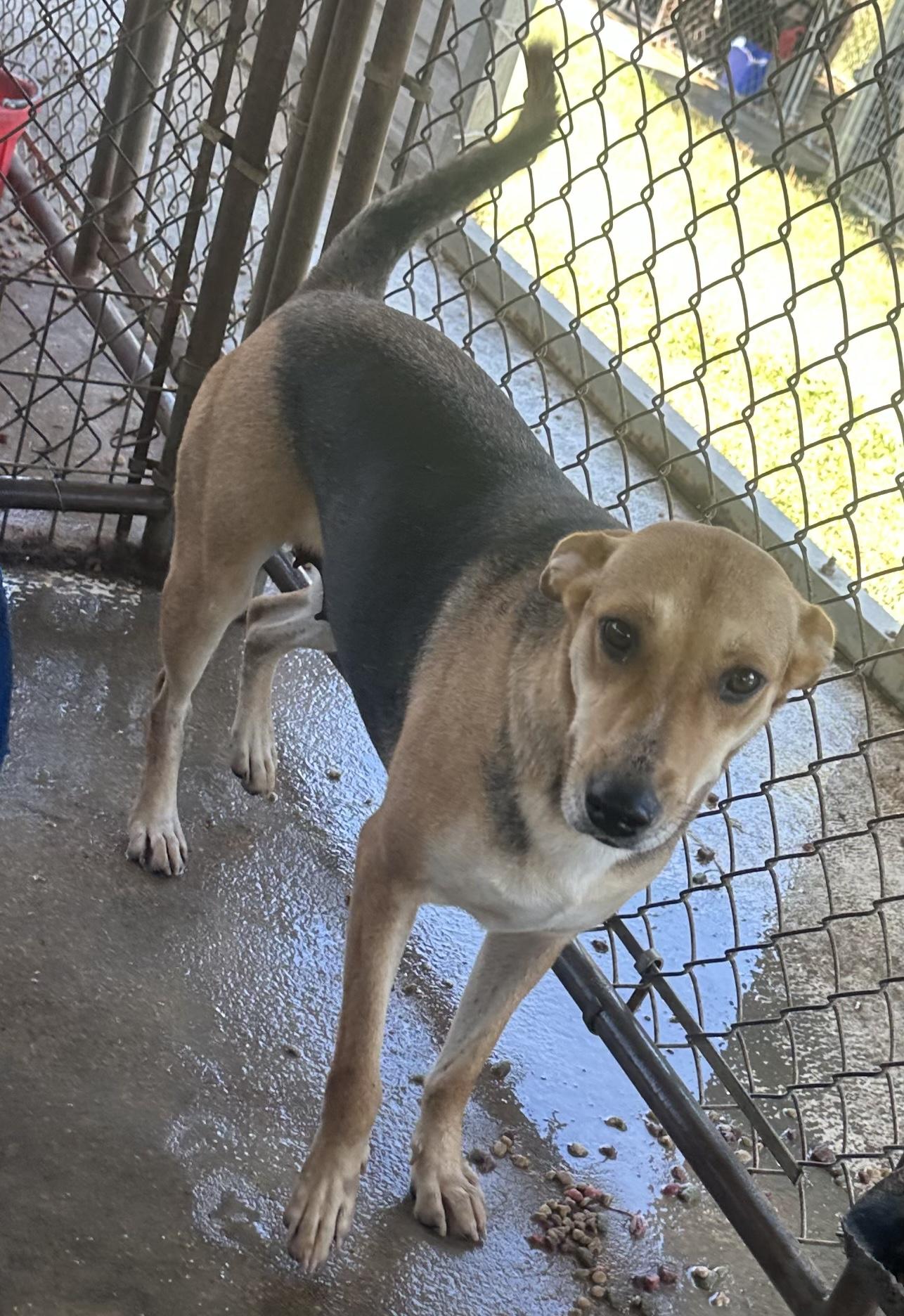 Phillip, Adoptable, Young Male Mixed Breed.