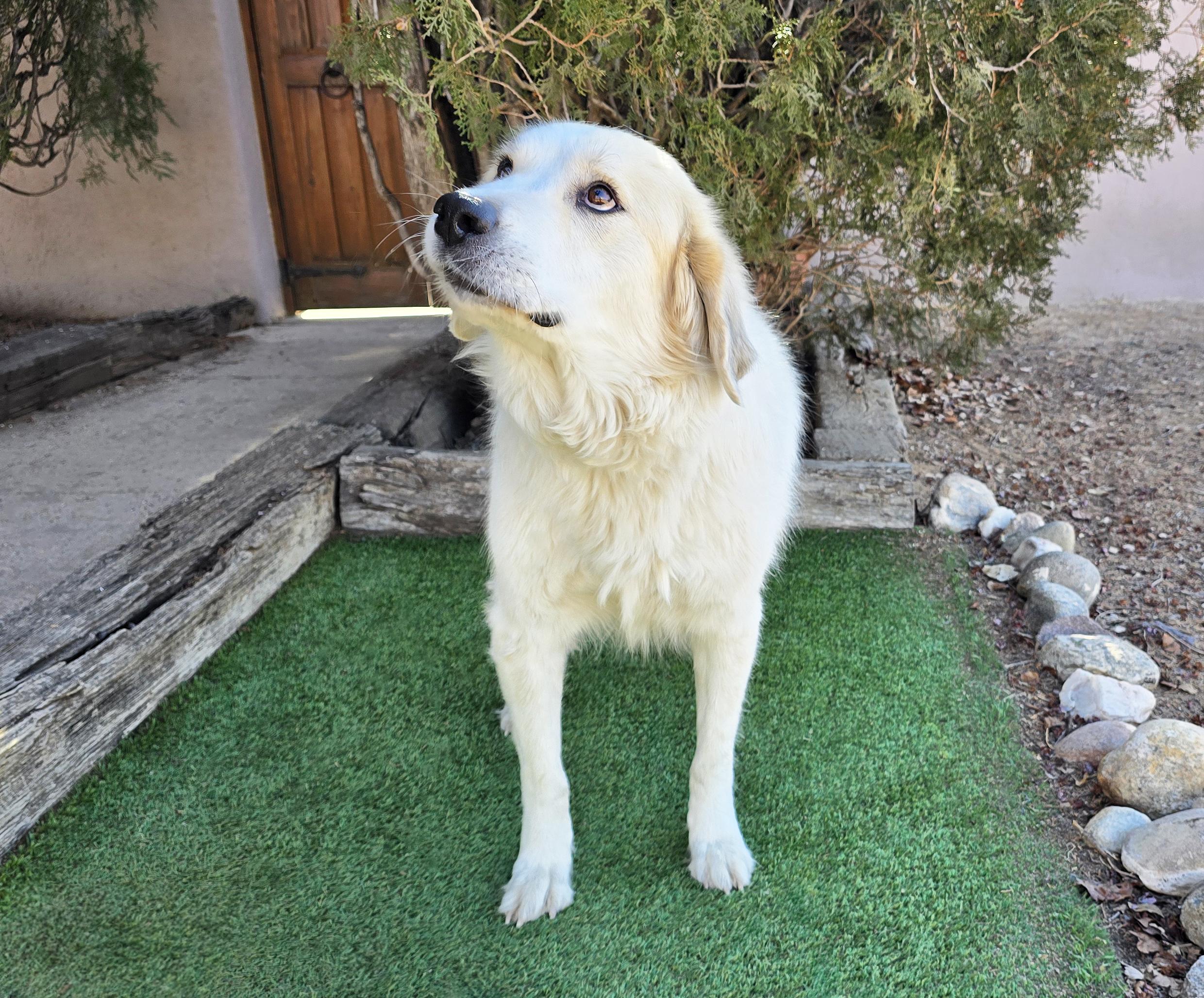 Enlarge Jazzy Ms Juniper = O La La !, an adopted mixed breed in Albuquerque, NM image 2/5