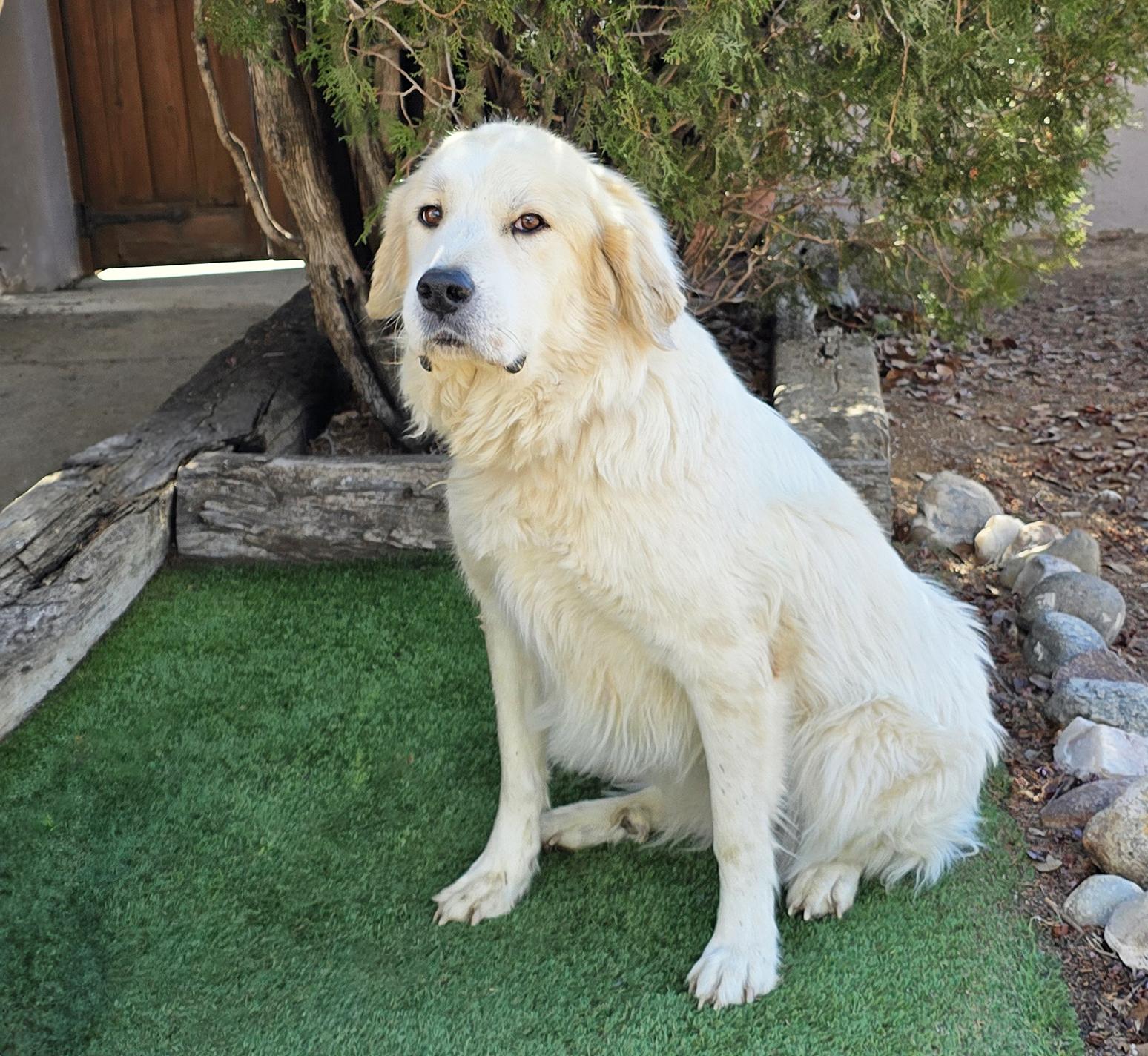 Enlarge Jazzy Ms Juniper = O La La !, an adopted mixed breed in Albuquerque, NM image 5/5