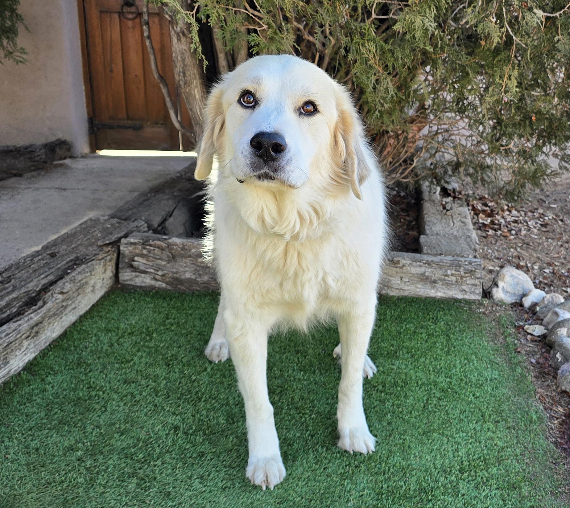 Enlarge Jazzy Ms Juniper = O La La !, an adopted mixed breed in Albuquerque, NM image 4/5