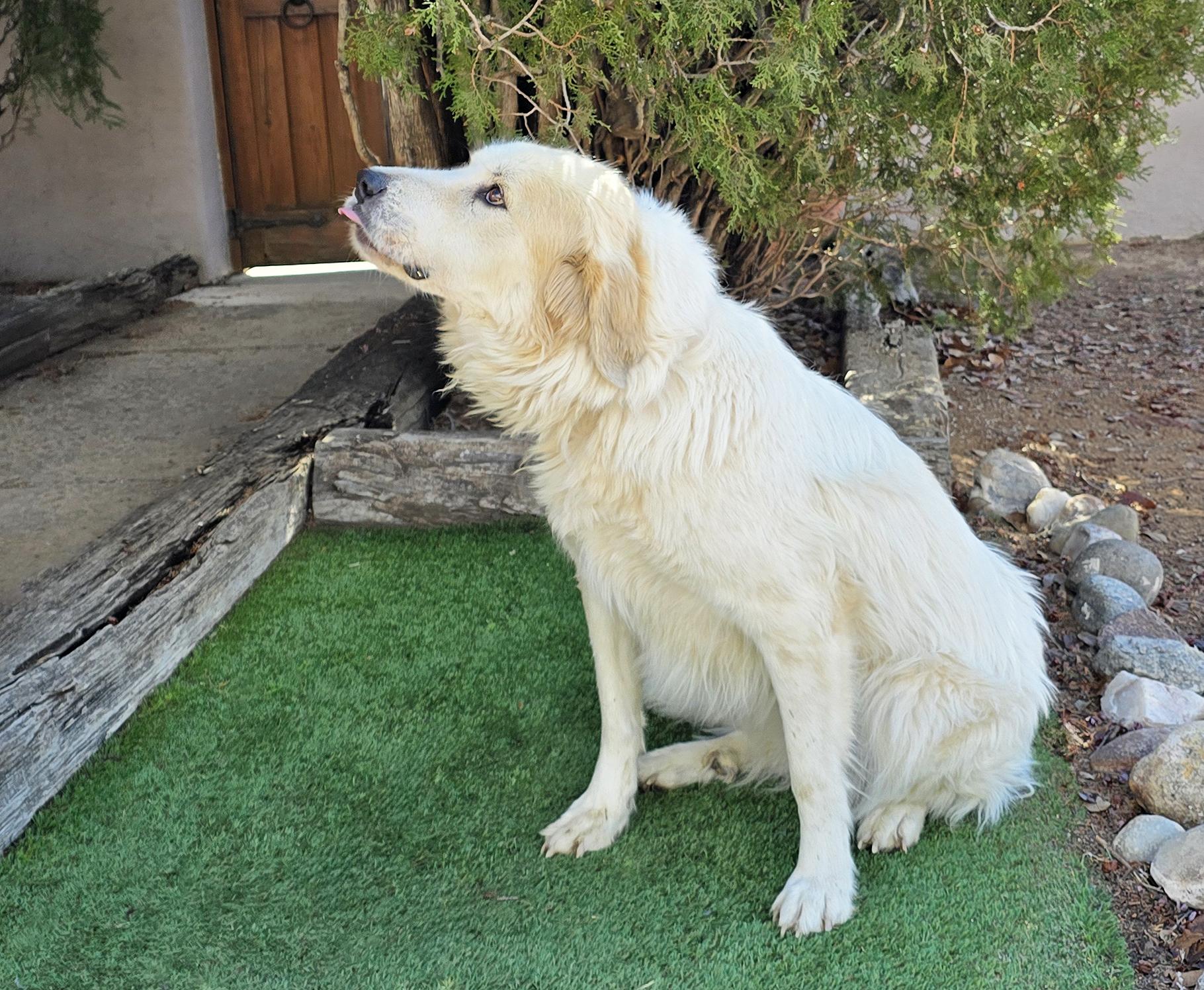 Enlarge Jazzy Ms Juniper = O La La !, an adopted mixed breed in Albuquerque, NM image 3/5