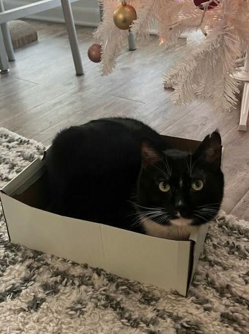 Enlarge Memphis, a Adoptable Domestic Short Hair in Champaign, IL image 1/3