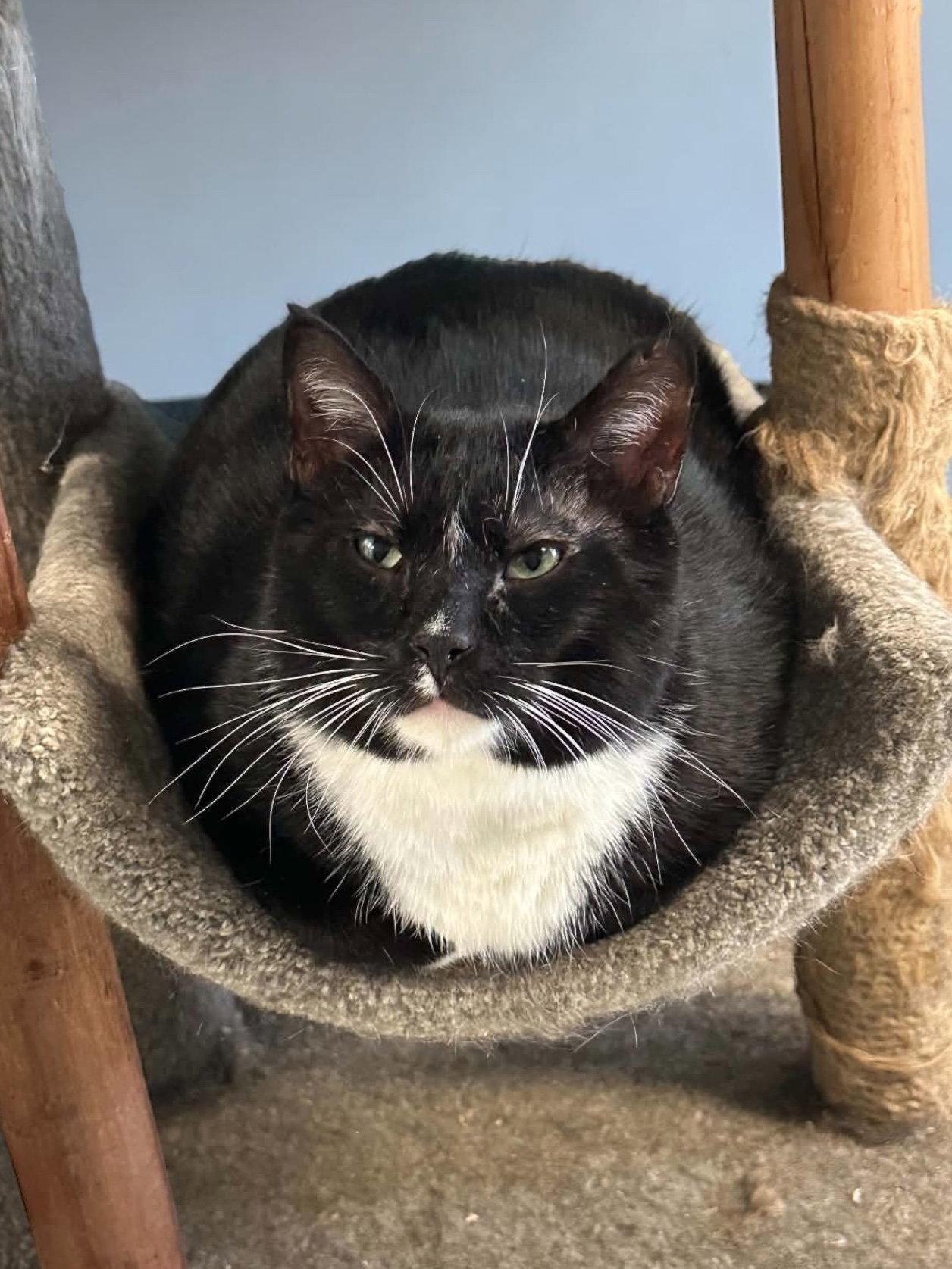 Enlarge Memphis, a Adoptable Domestic Short Hair in Champaign, IL image 2/3