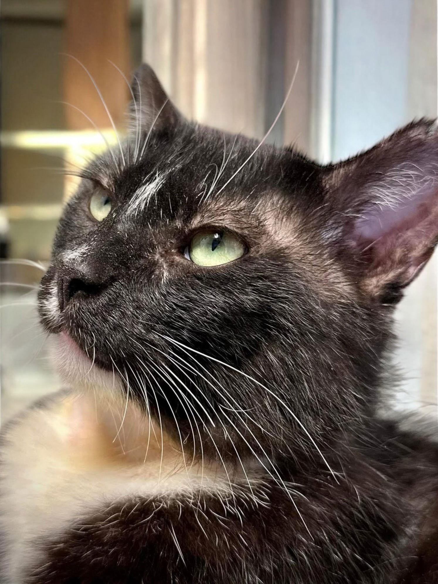 Memphis, Adoptable, Adult Male Domestic Short Hair.